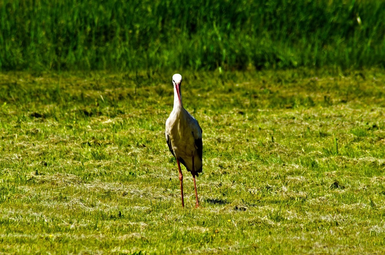 A selection from the zoo. Part 2. Decided! - My, Fox, Longpost, Stork, Giraffe, Rodents, Zoo, Photographer, Travels