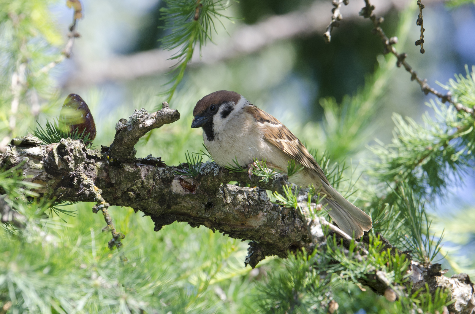 Birds - My, Birds, The photo, , , Nature, Needles, Larch, Telephoto lens, Nikon