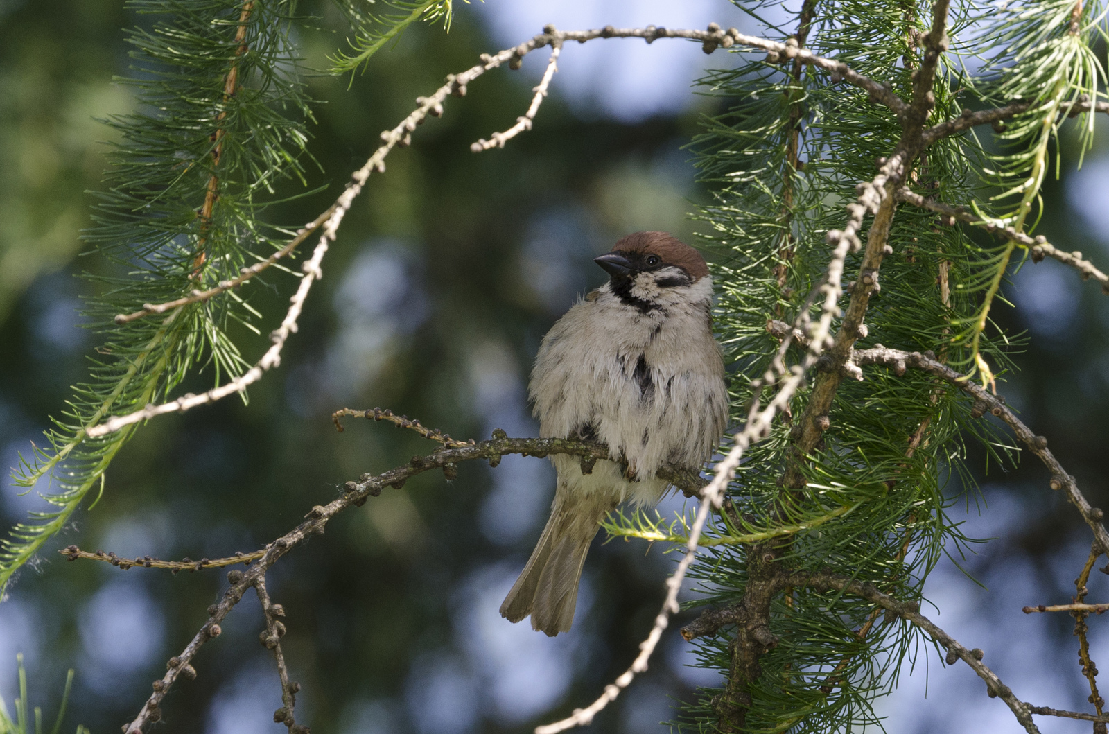 Birds - My, Birds, The photo, , , Nature, Needles, Larch, Telephoto lens, Nikon