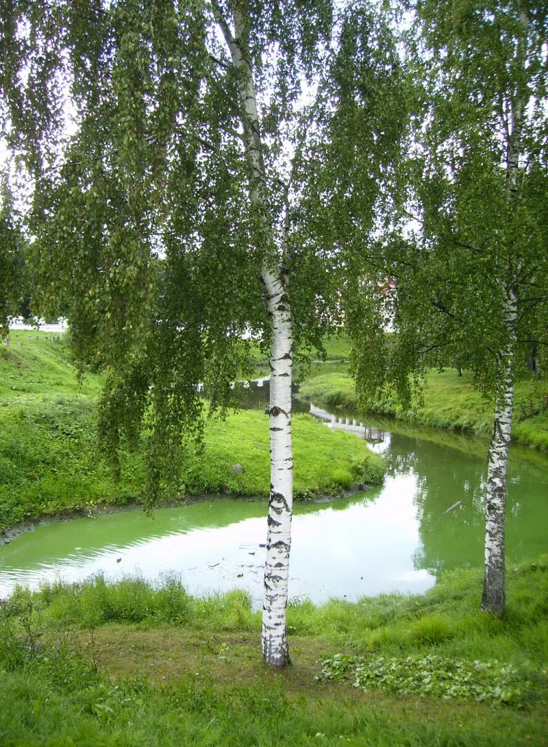 Fast growing trees for Siberia - My, Botany, Tree, Saplings, Landing, Longpost