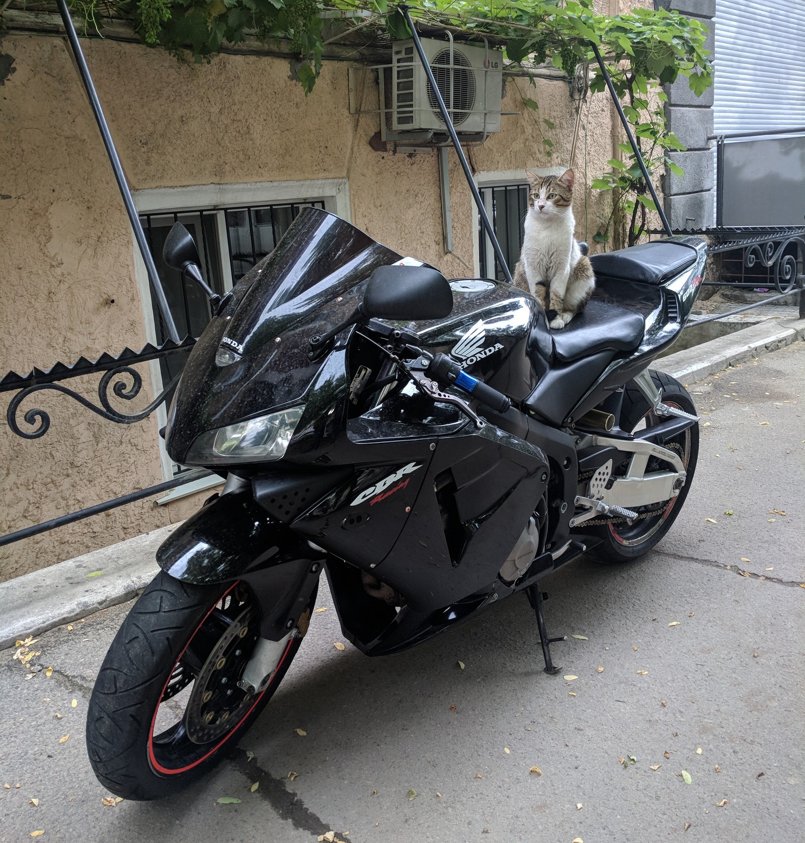 Sit down, I'll ride - My, cat, Moto, Motorcycles, Motorcyclist, Driver, Honda, Odessa, Motorcyclists