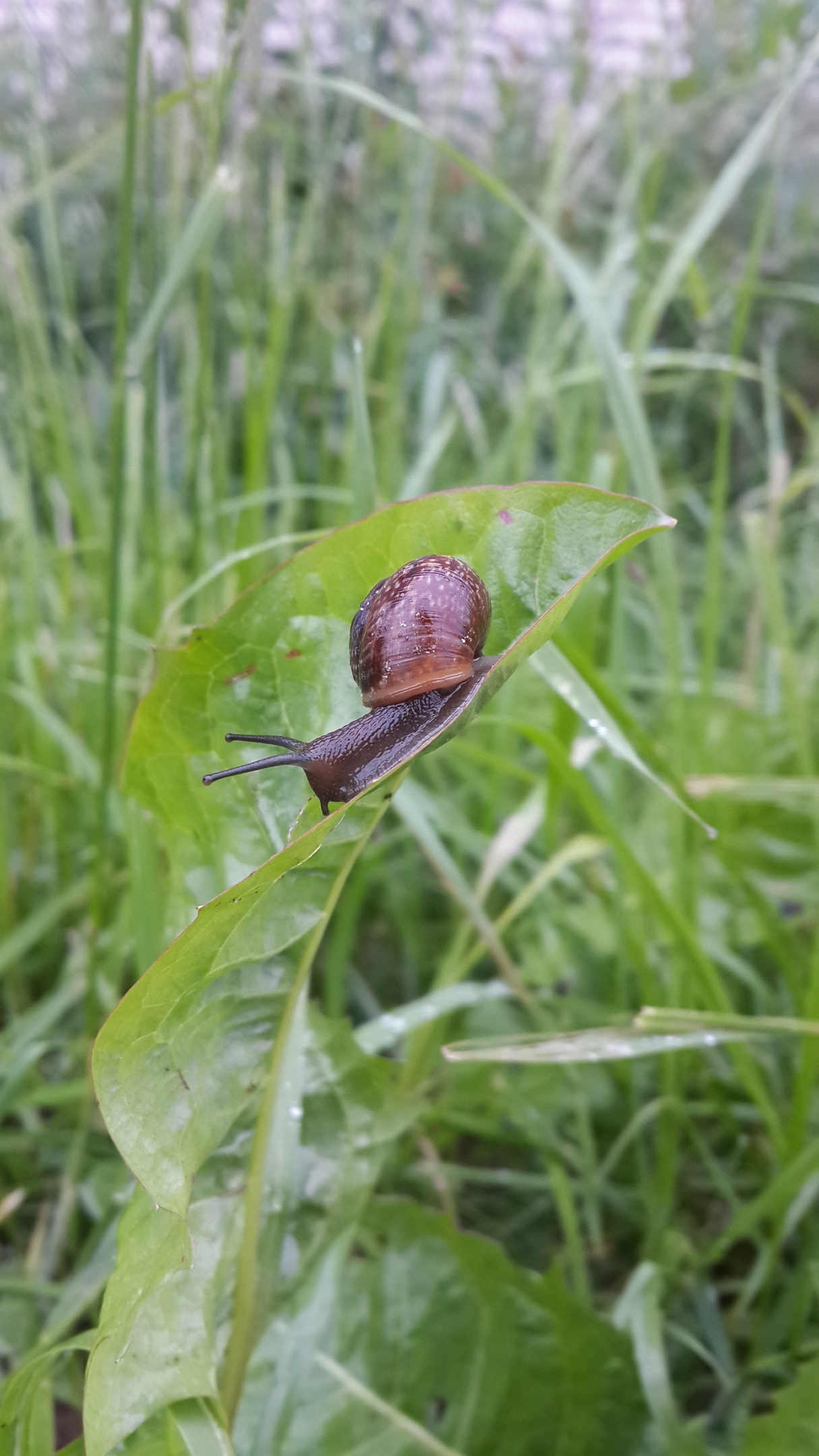 After the rain - My, Snail, Nature, The photo, My