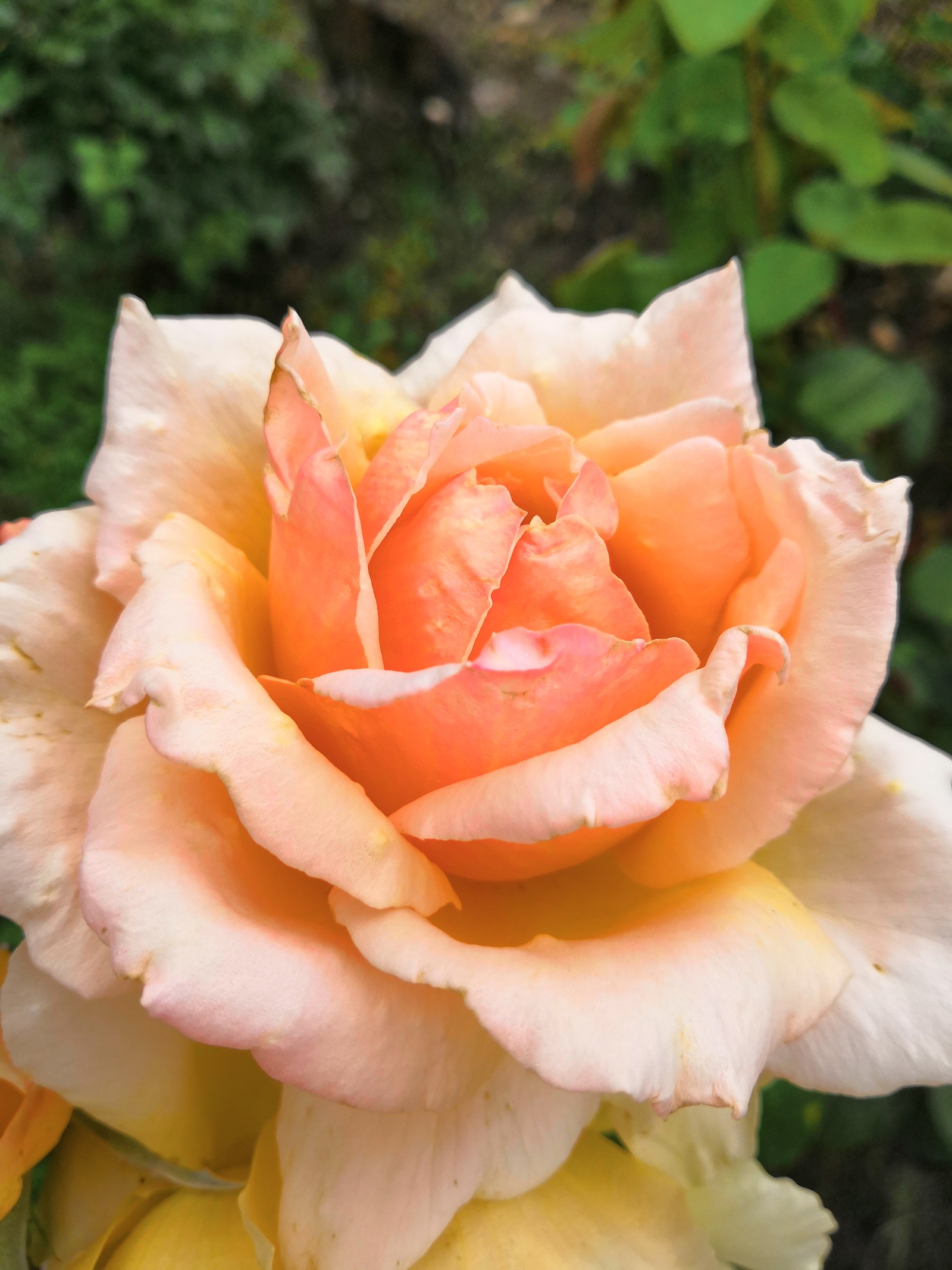 Rest for the eyes after Monday - My, The photo, Flowers, Currant, cat, the Rose, Lily, No filters, Longpost