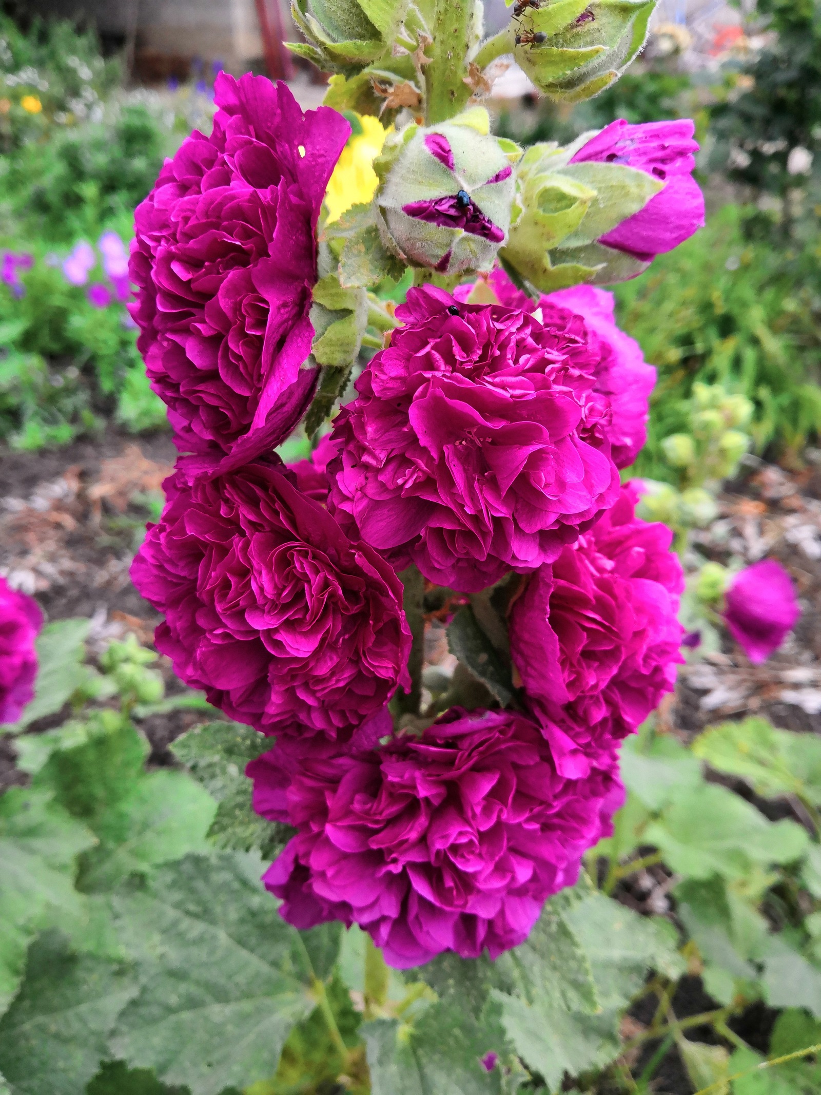 Rest for the eyes after Monday - My, The photo, Flowers, Currant, cat, the Rose, Lily, No filters, Longpost