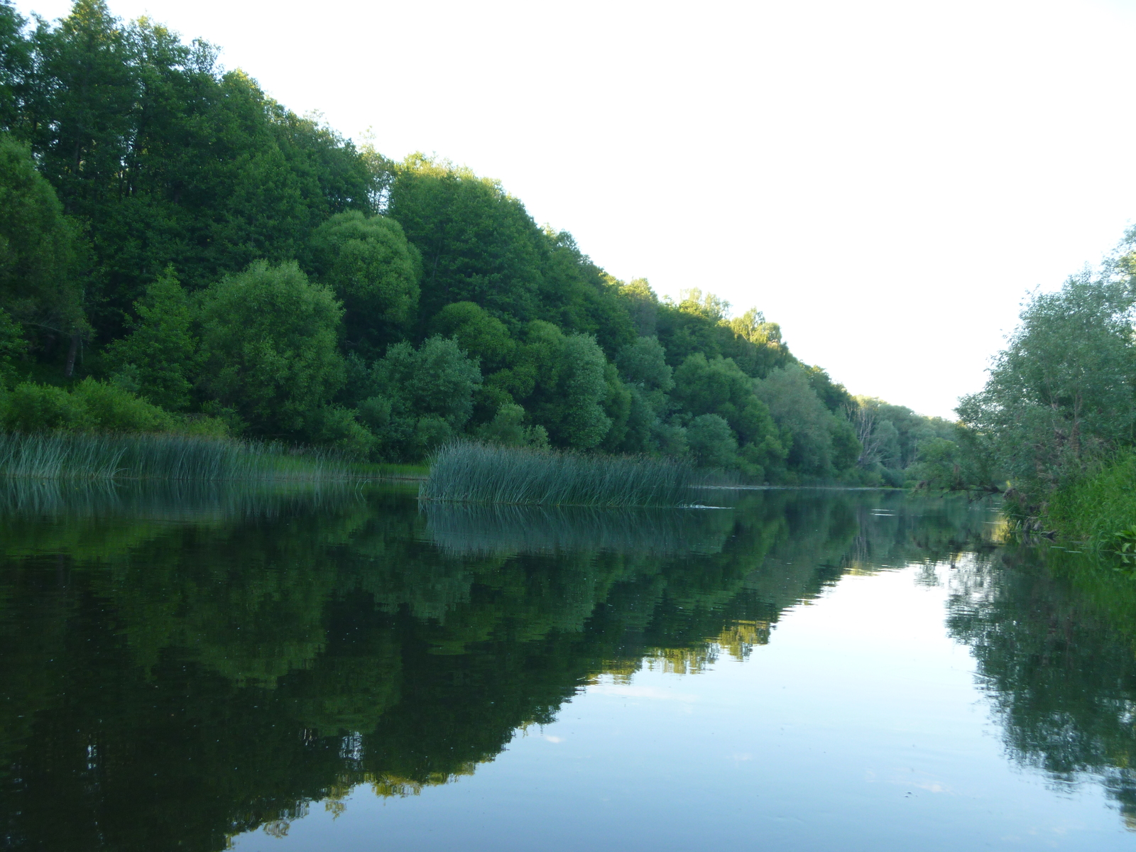 June on the river - My, Fishing, River, Relaxation, Video, Longpost, A fish, Carp