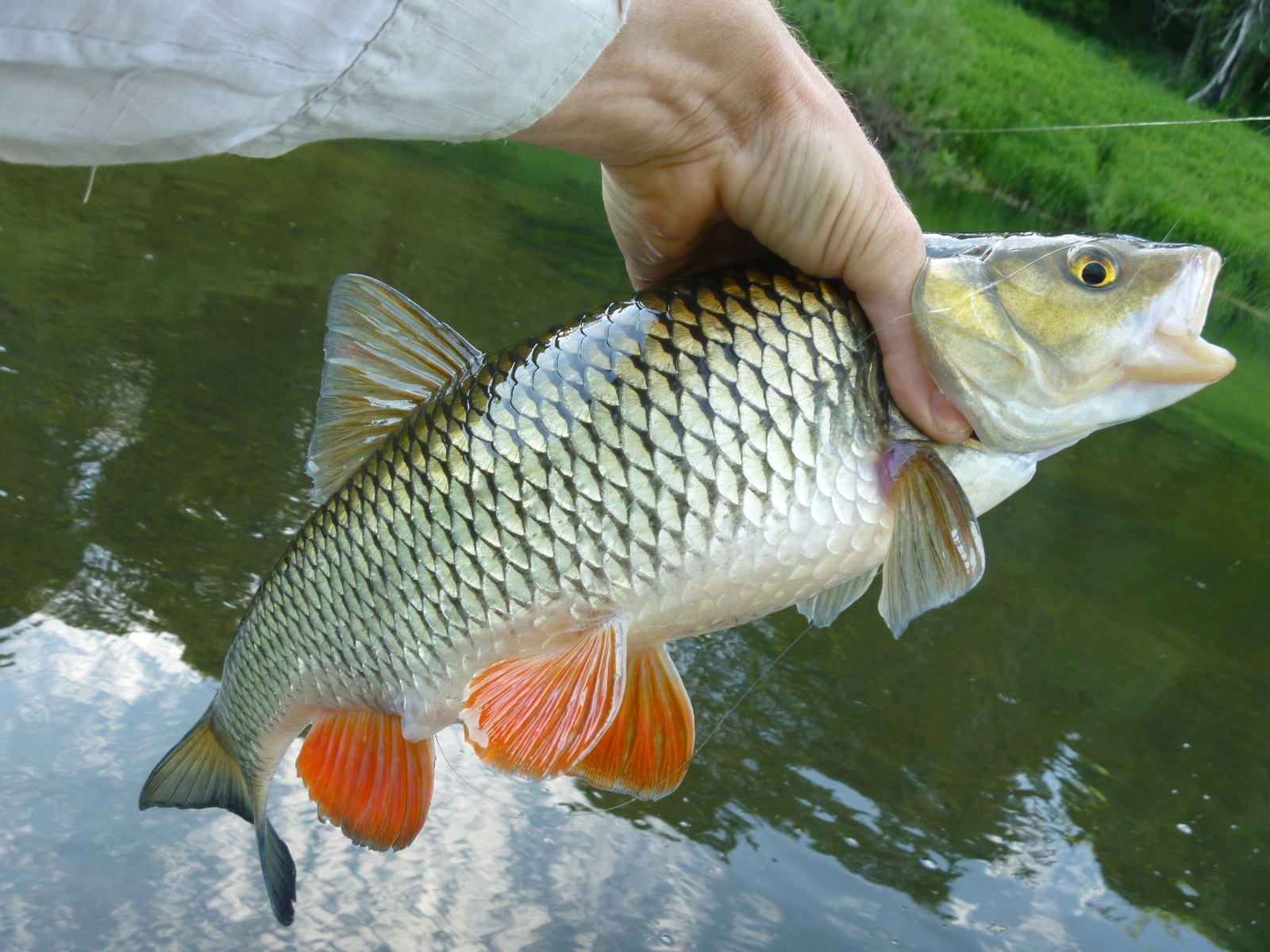 June on the river - My, Fishing, River, Relaxation, Video, Longpost, A fish, Carp