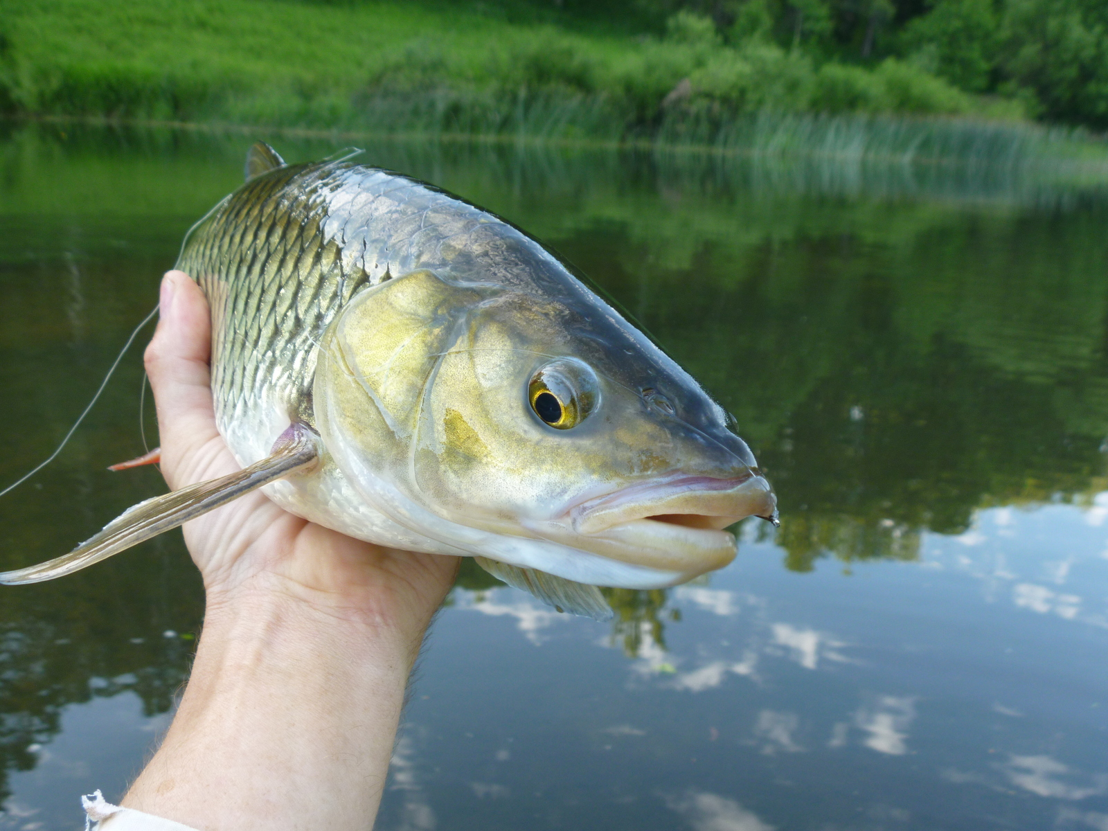 June on the river - My, Fishing, River, Relaxation, Video, Longpost, A fish, Carp