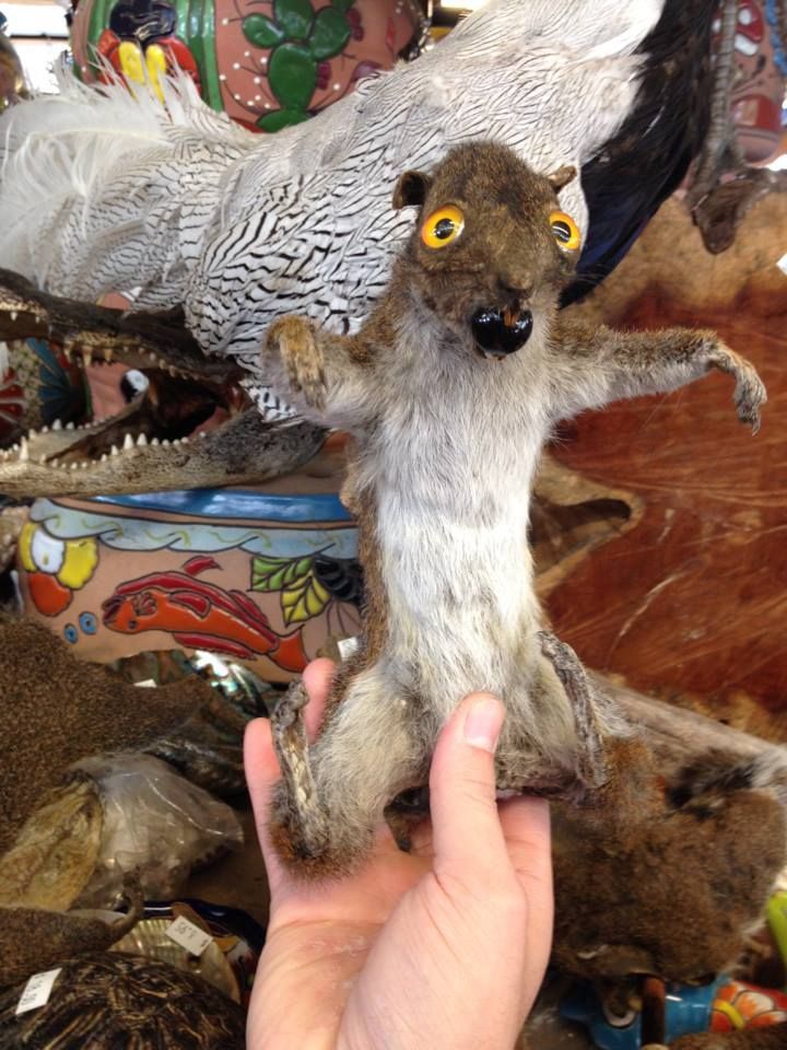 Crappy taxidermy #2 - , The horrors of taxidermy, Scarecrow, Taxidermy, Longpost