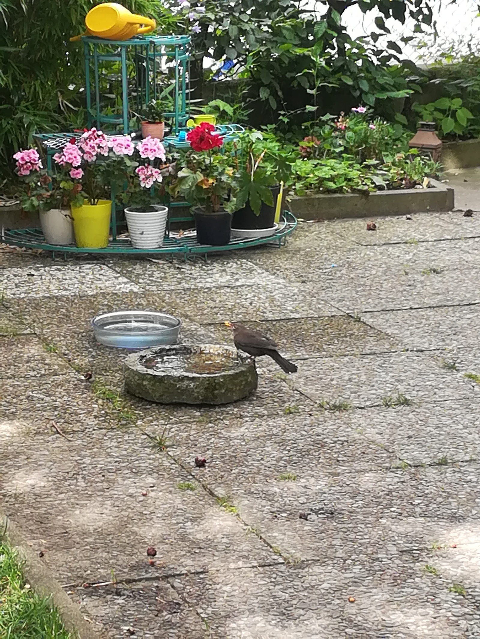 Our guests have grown up - My, Thrush, Video, Longpost, 