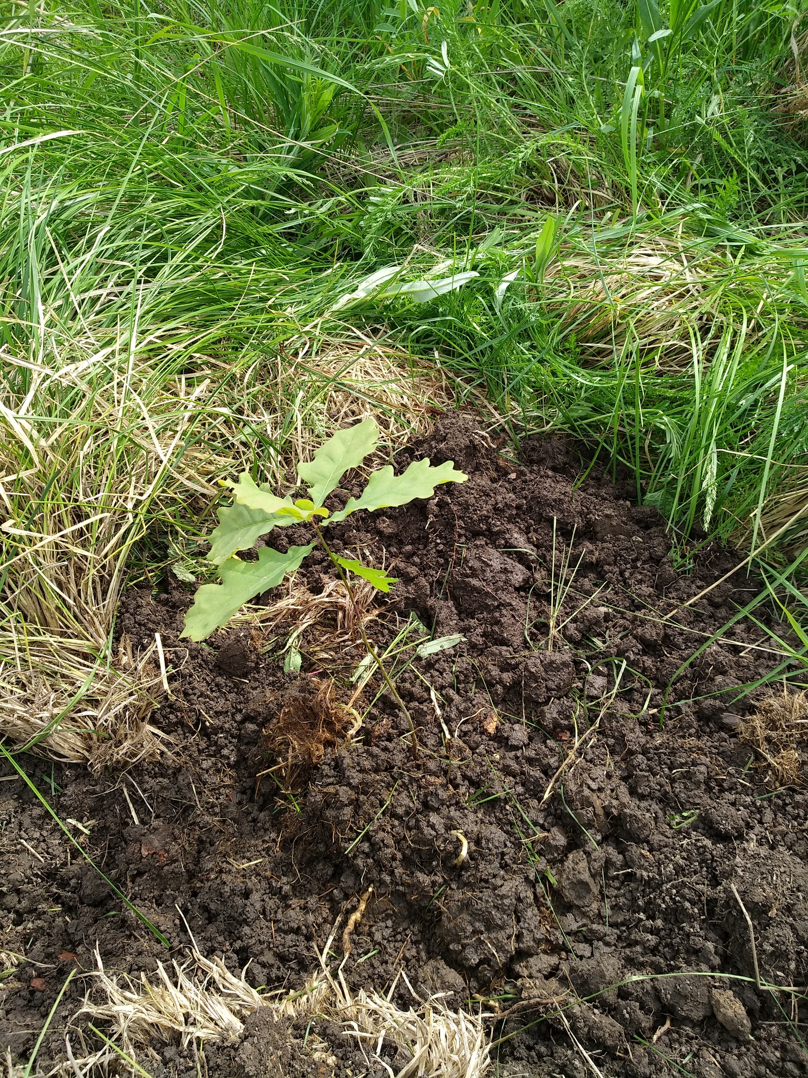 My planted oaks - My, Oak, , Oaks, Longpost