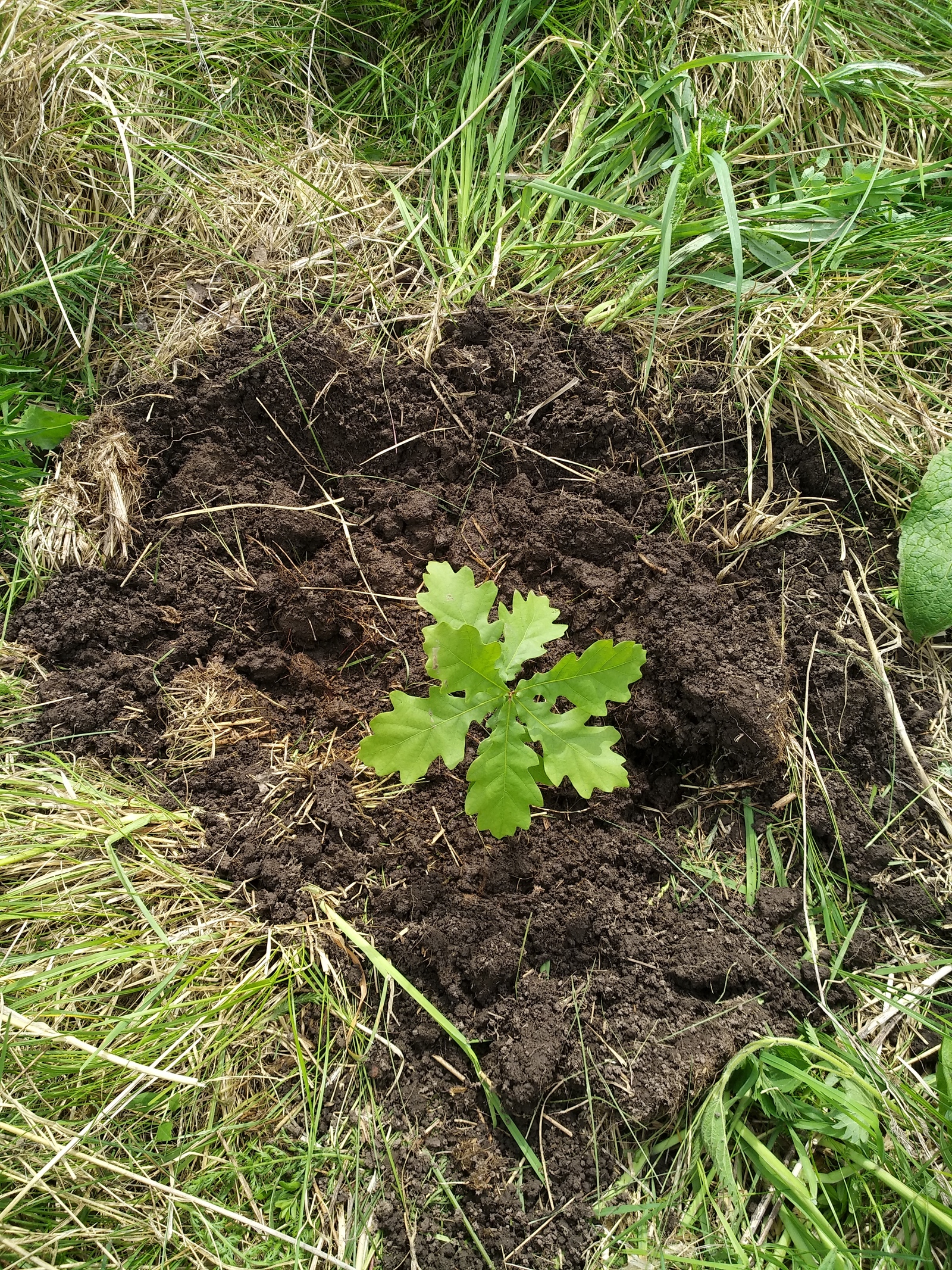 My planted oaks - My, Oak, , Oaks, Longpost