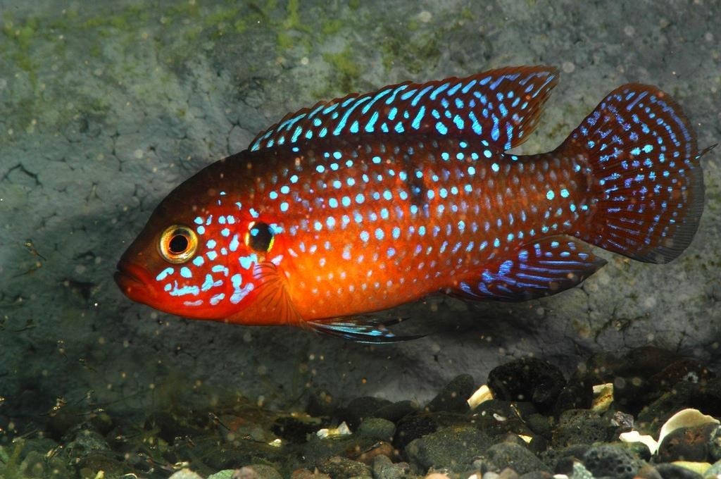 I will give fry chromis-handsome. - My, , I will give, Saint Petersburg, Aquarium fish