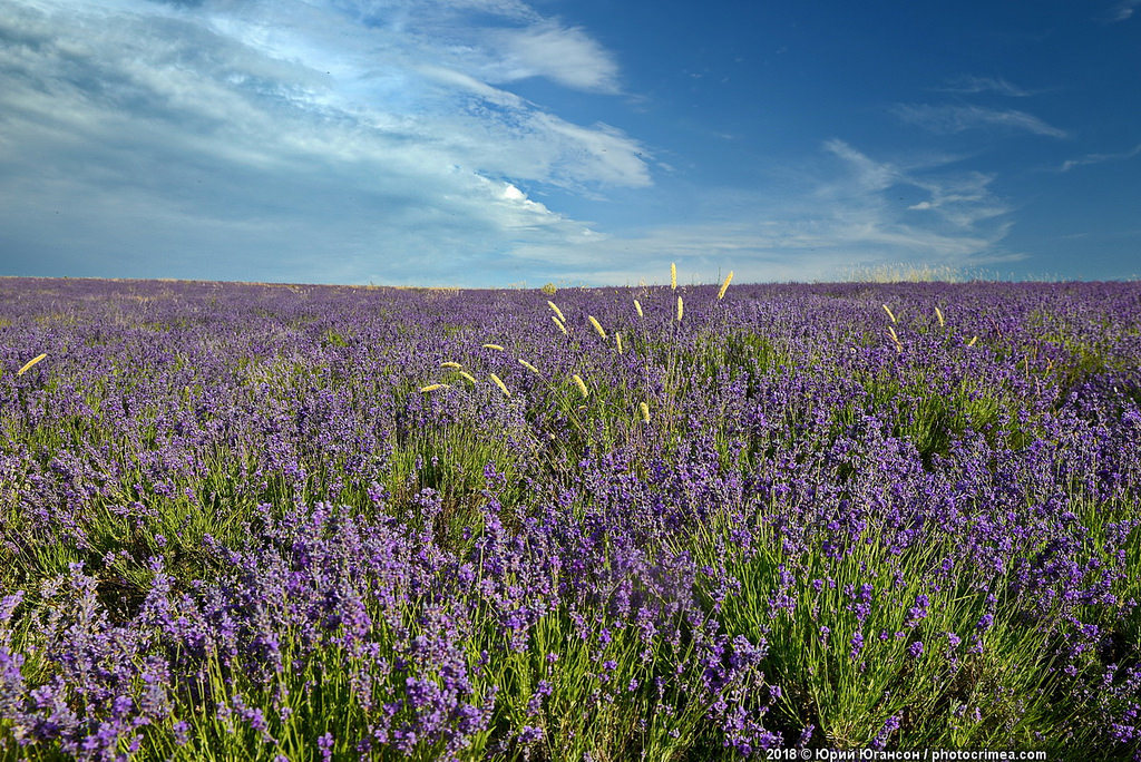 Crimea, lavender and sunset - Crimea, Lavender, , Longpost