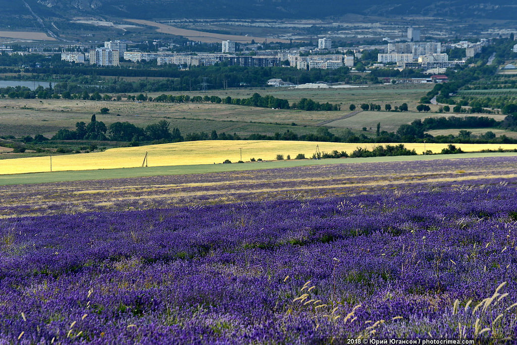 Crimea, lavender and sunset - Crimea, Lavender, , Longpost