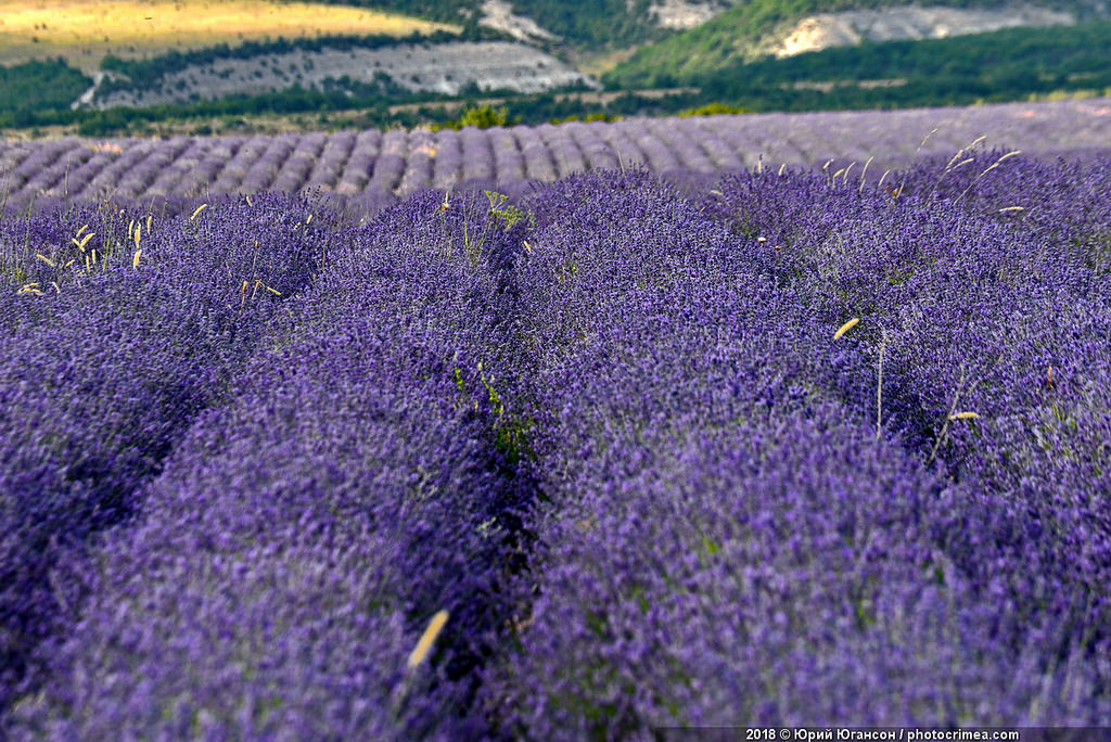 Crimea, lavender and sunset - Crimea, Lavender, , Longpost