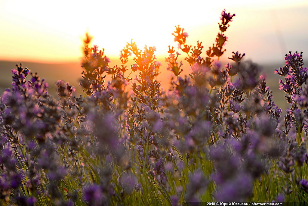 Crimea, lavender and sunset - Crimea, Lavender, , Longpost