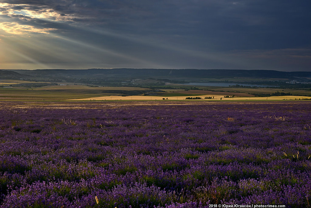 Crimea, lavender and sunset - Crimea, Lavender, , Longpost