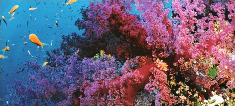 Are corals animals or plants? - Coral, Sea, Longpost