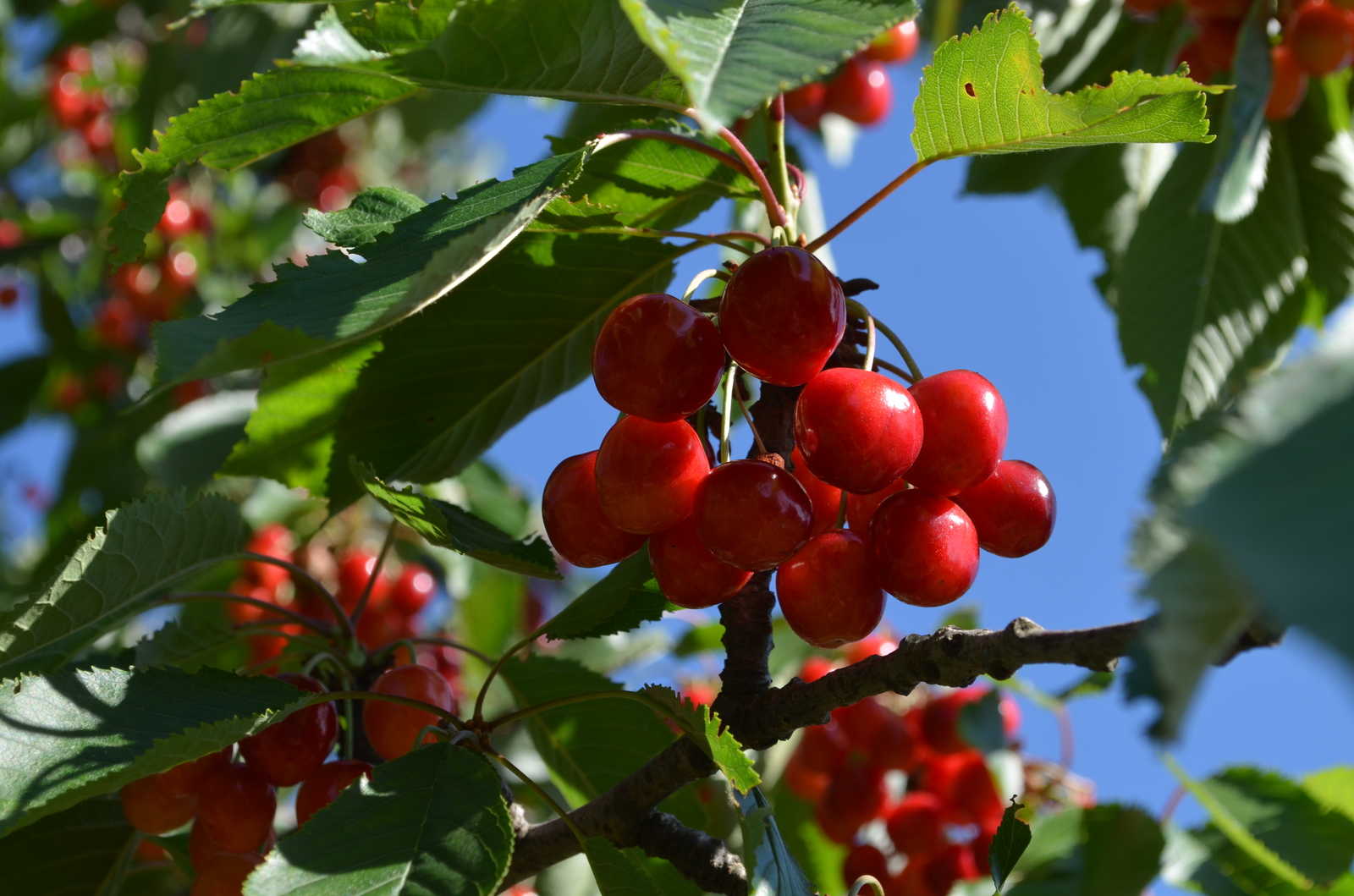 Country harvest. - My, Apricot, Cherries, cherry, Gooseberry, The photo, Dacha, Longpost