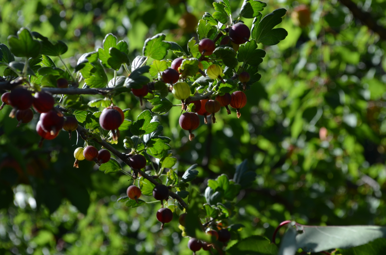 Country harvest. - My, Apricot, Cherries, cherry, Gooseberry, The photo, Dacha, Longpost