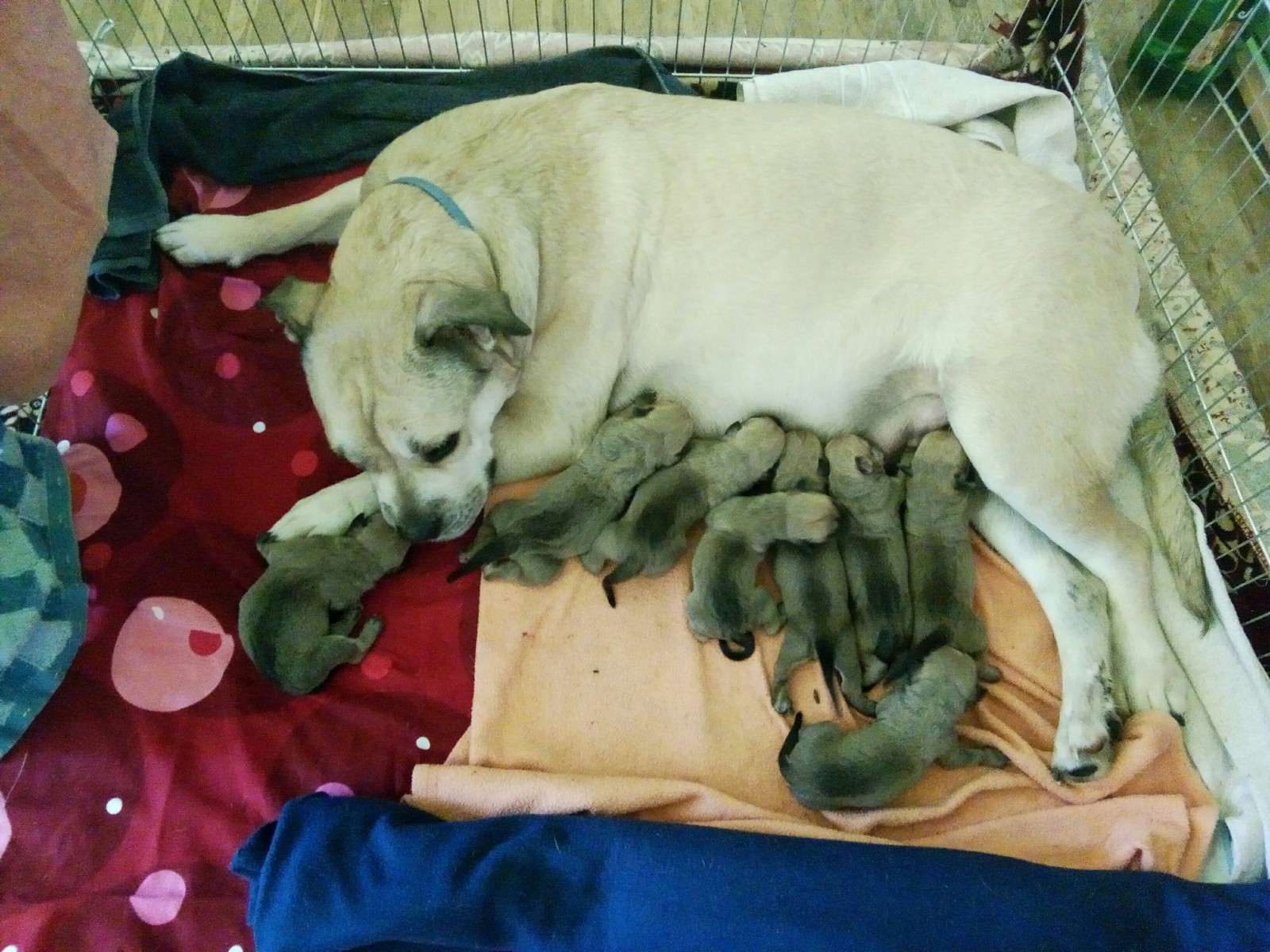 A miracle happened - My, Dog, Childbirth, Cadebo, Puppies, Milota, My darling, Longpost