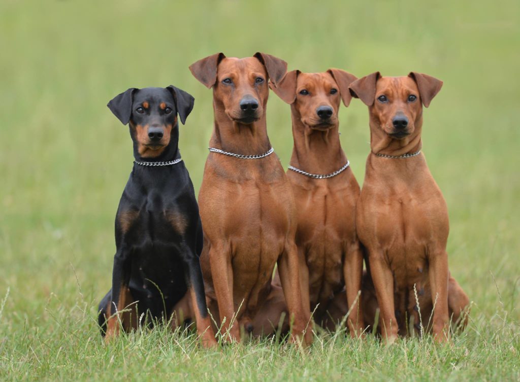 Собаки средних размеров породы с фото и названиями