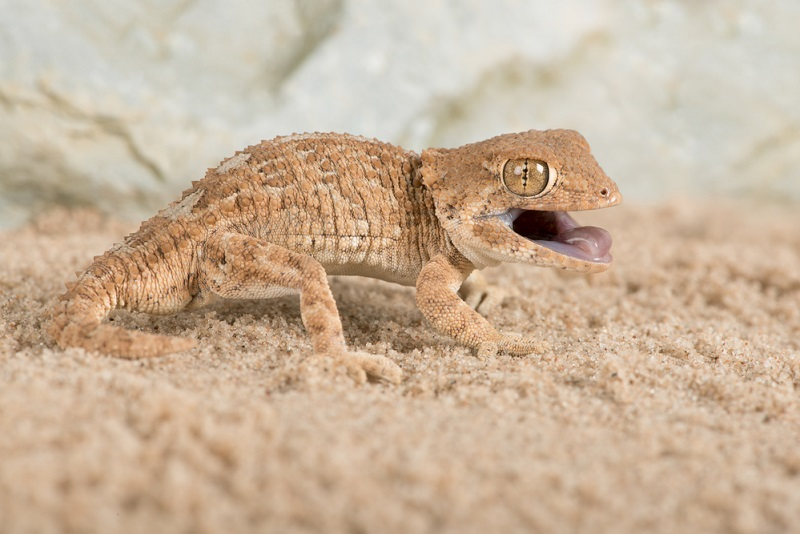 Nature and its inhabitants: how to survive in an aggressive desert? - Namib Desert, , , Text