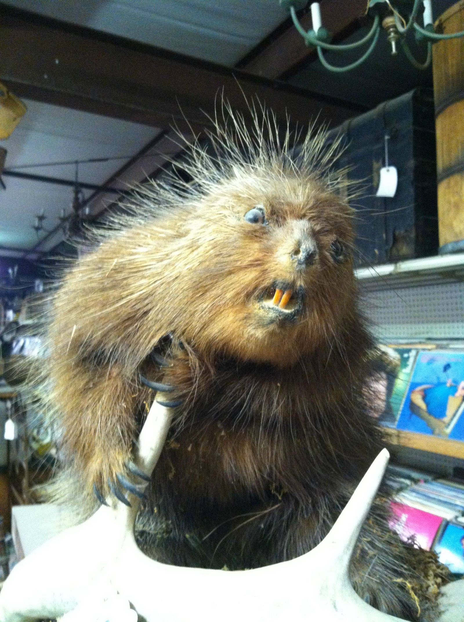 Crappy taxidermy #5 - , The horrors of taxidermy, Scarecrow, Taxidermy, Longpost