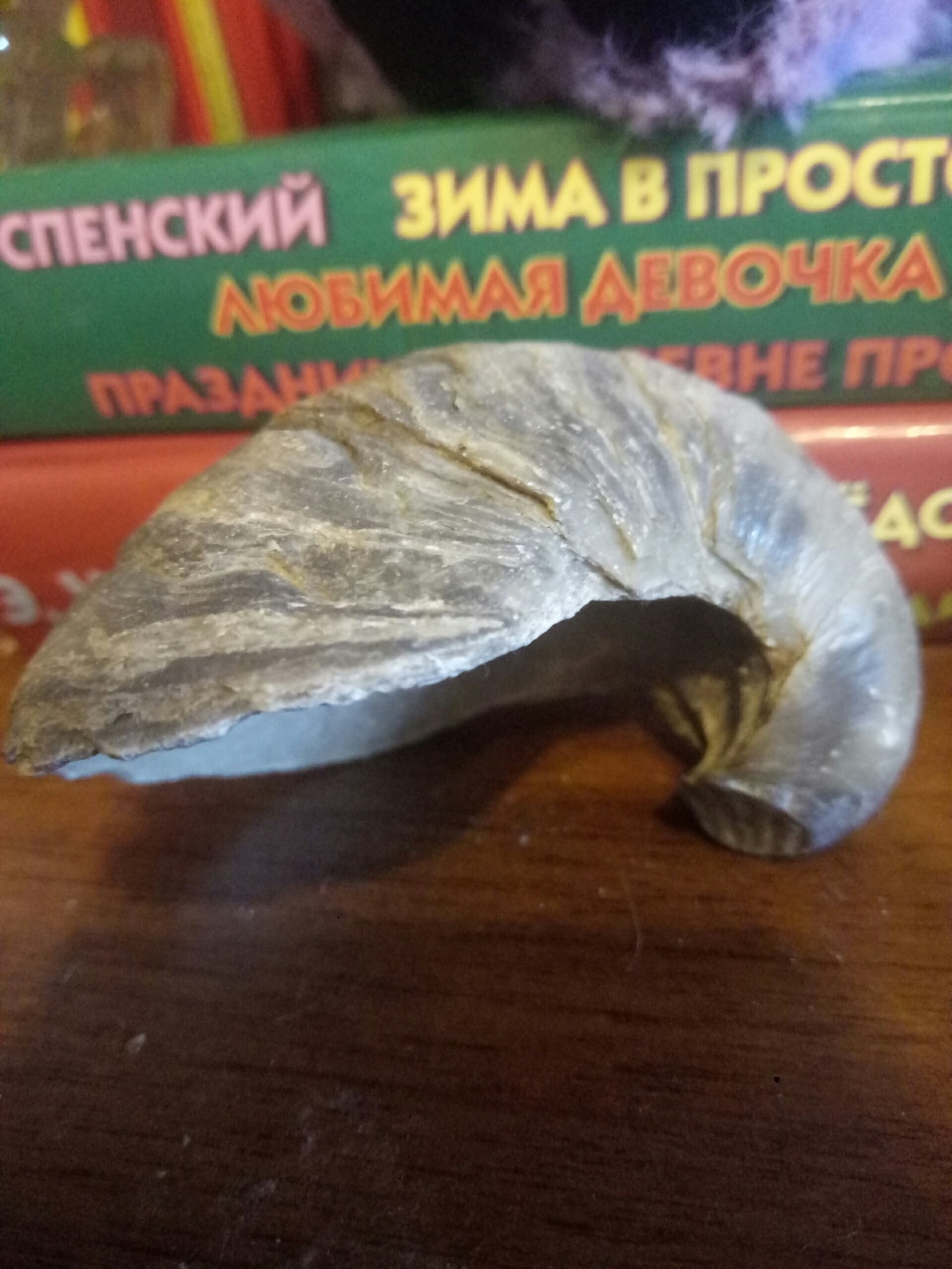 What kind of Pokemon is this? - My, Paleontology, Seashells, Longpost