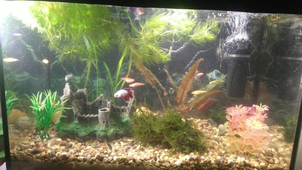 My 5 kopecks or aqua 40 liters - My, Aquarium, Aquarium fish, My, Longpost, cat, Aquarium