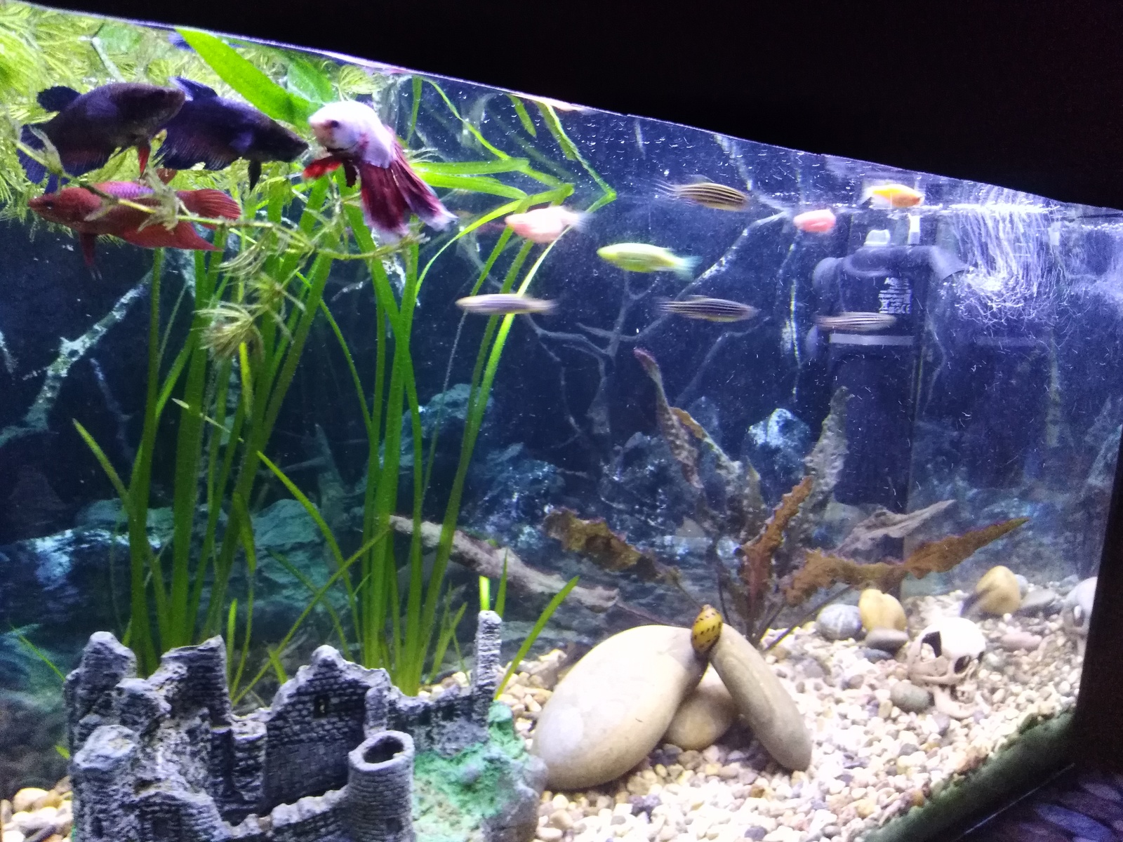 My 5 kopecks or aqua 40 liters - My, Aquarium, Aquarium fish, My, Longpost, cat, Aquarium