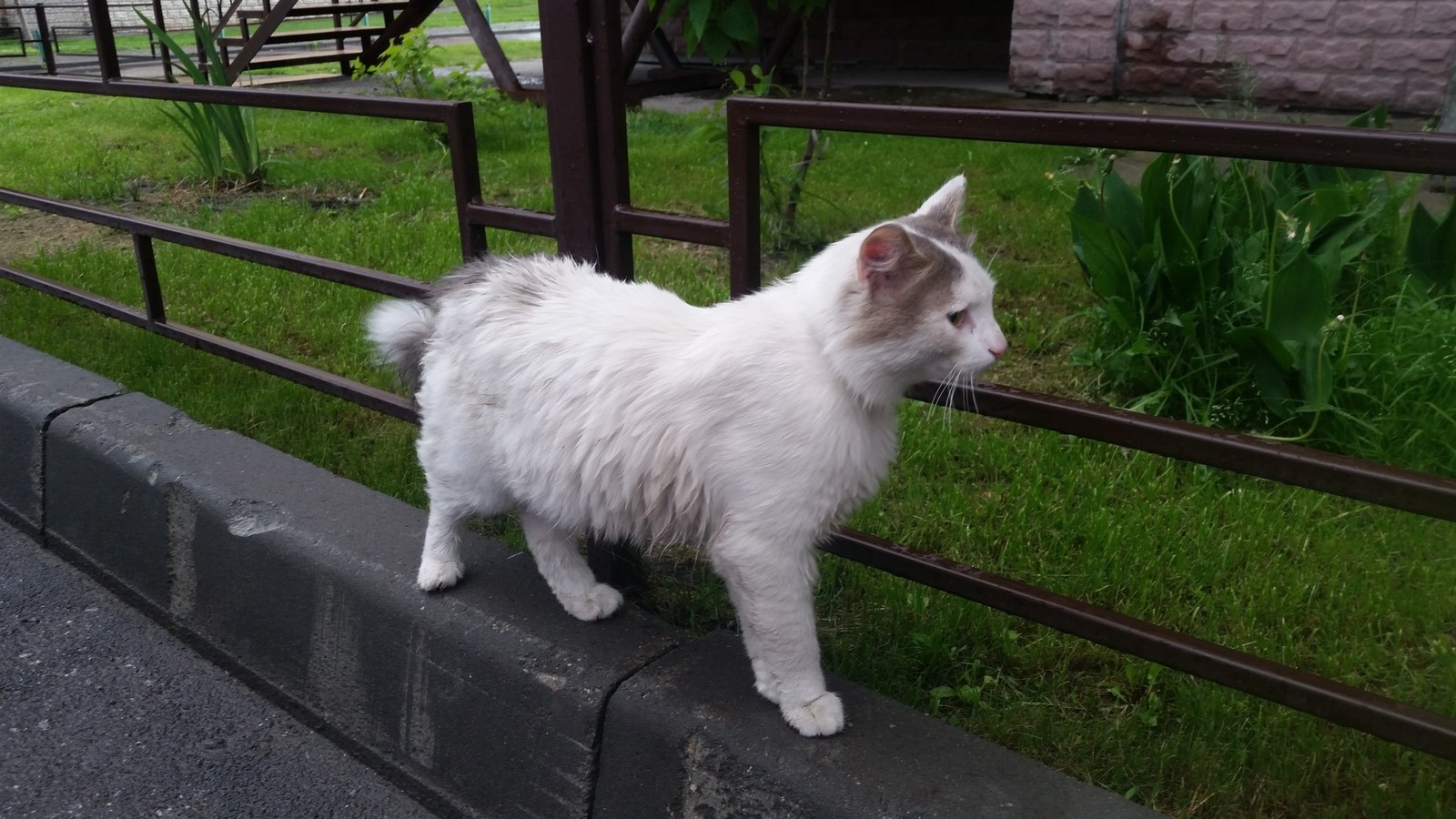 Help to attach a cat Novosibirsk - cat, cat house, Looking for a home, In good hands, Novosibirsk, No rating, Longpost, Pet house