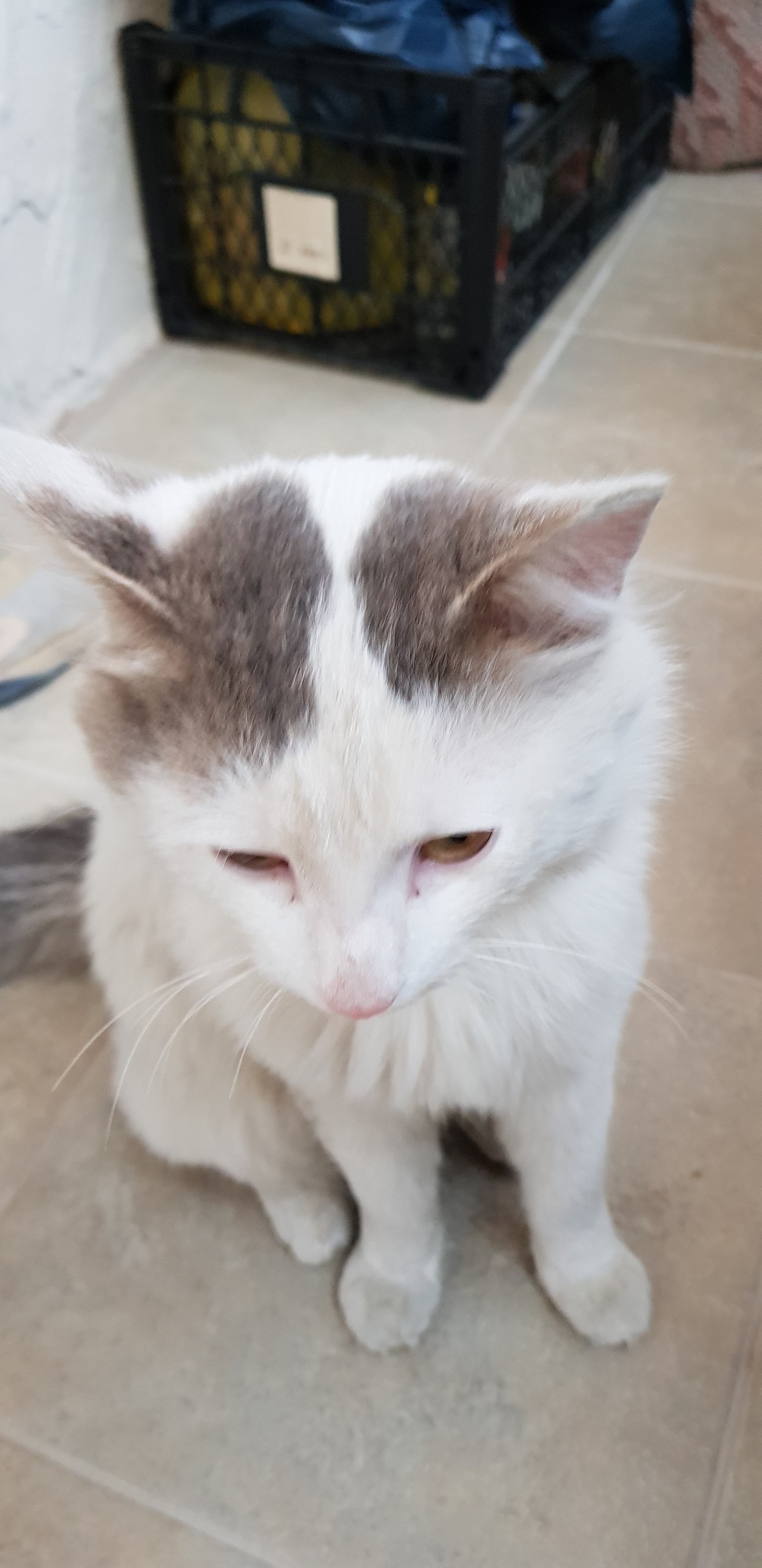 Help to attach a cat Novosibirsk - cat, cat house, Looking for a home, In good hands, Novosibirsk, No rating, Longpost, Pet house