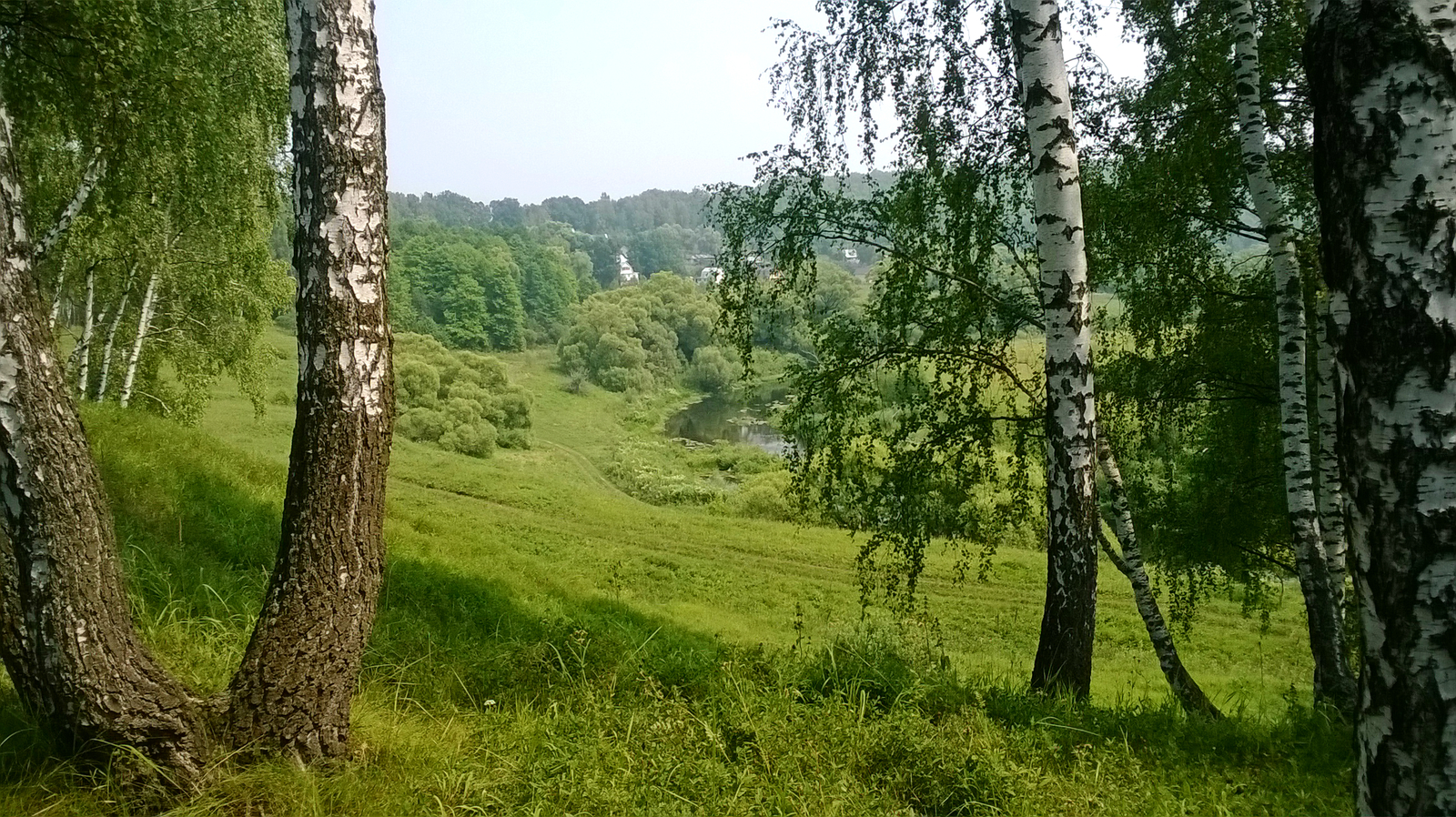 The beauty of the Tula region - My, Tula region, Yasnogorsk District, , Nature, Forest, Longpost, The photo