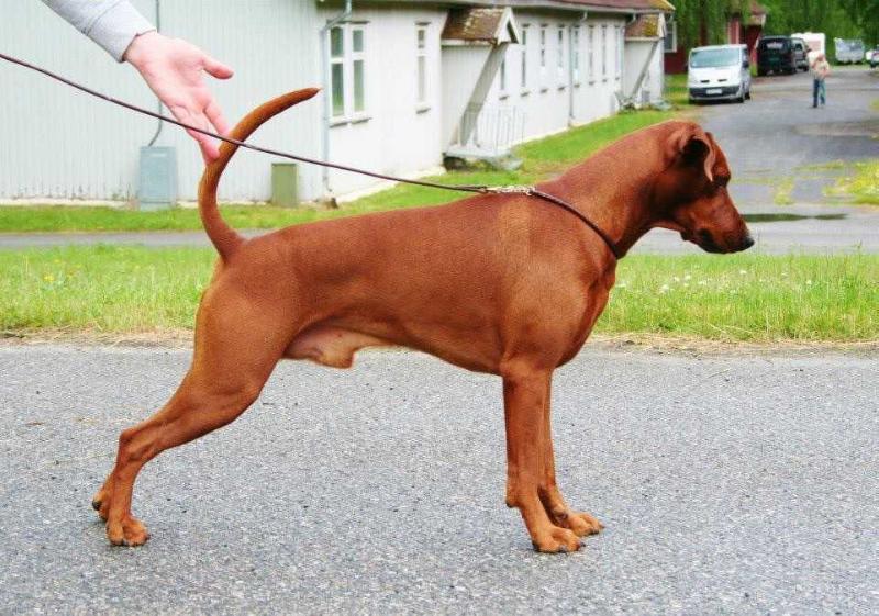 About breeds of dogs. - Dog, Dog breeds, Miniature pinscher, German Pinscher, Affenpinscher, , Longpost