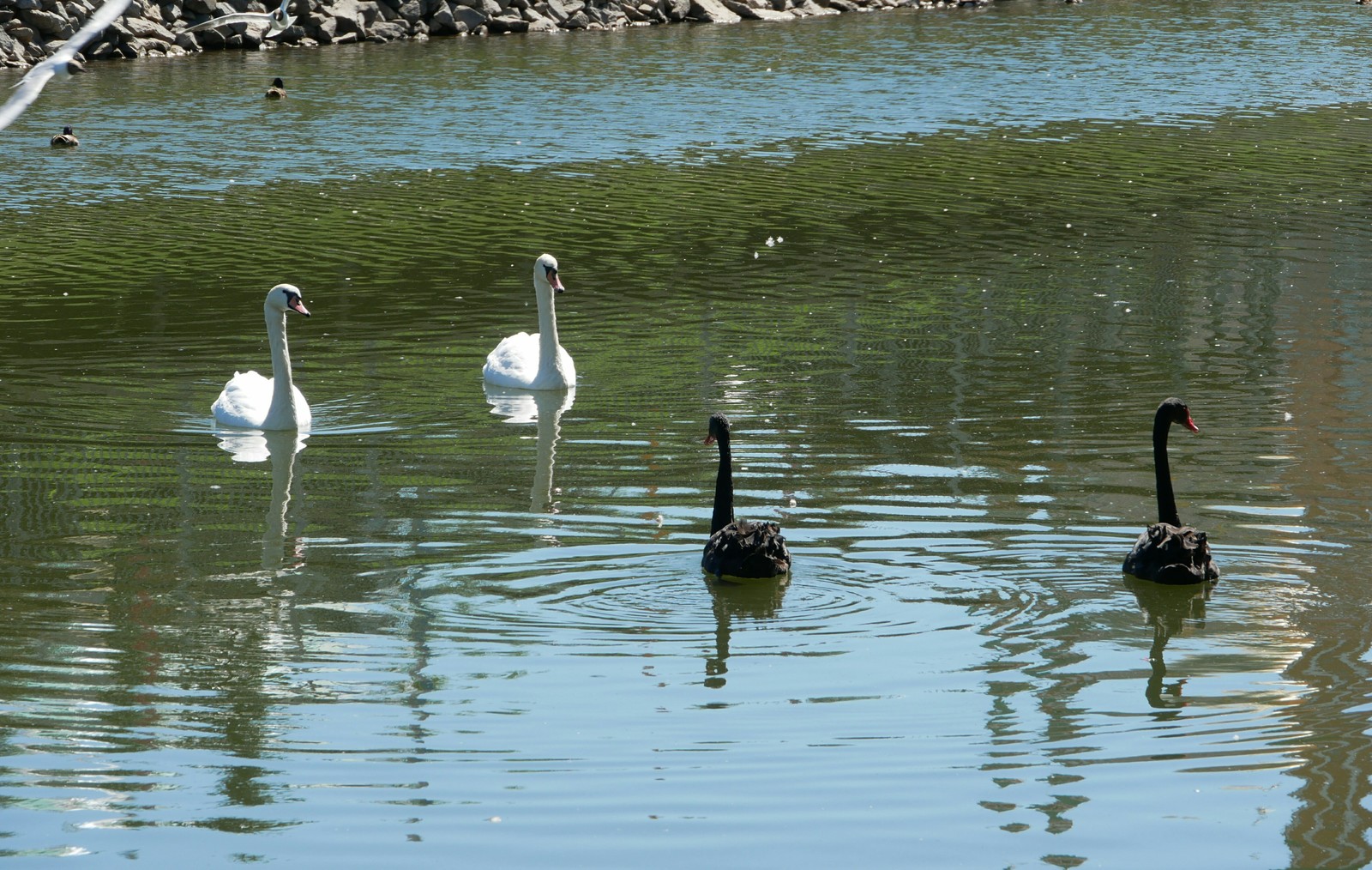 Black and white - My, Swans, Black Swan, Birds, The photo