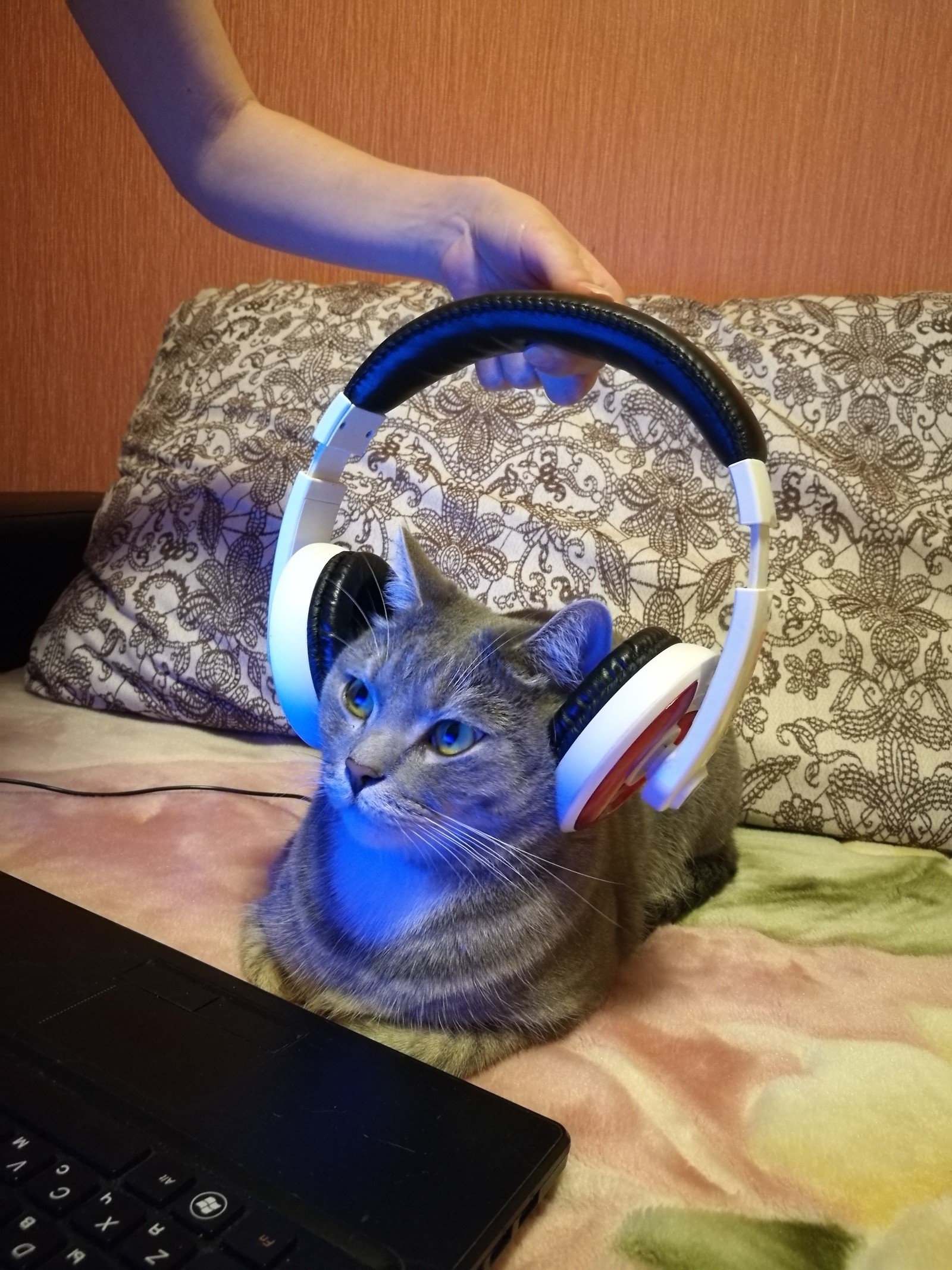 On the Internet, no one knows that you are a cat... - My, cat, Longpost, Notebook, Headphones