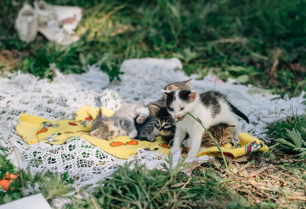 Mitten #3 - My, cat, Dog, The street, Shushenskoye, Krasnoyarsk, The photo, Longpost, Animals, Catomafia