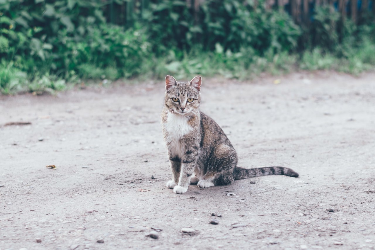 Mitten #3 - My, cat, Dog, The street, Shushenskoye, Krasnoyarsk, The photo, Longpost, Animals, Catomafia