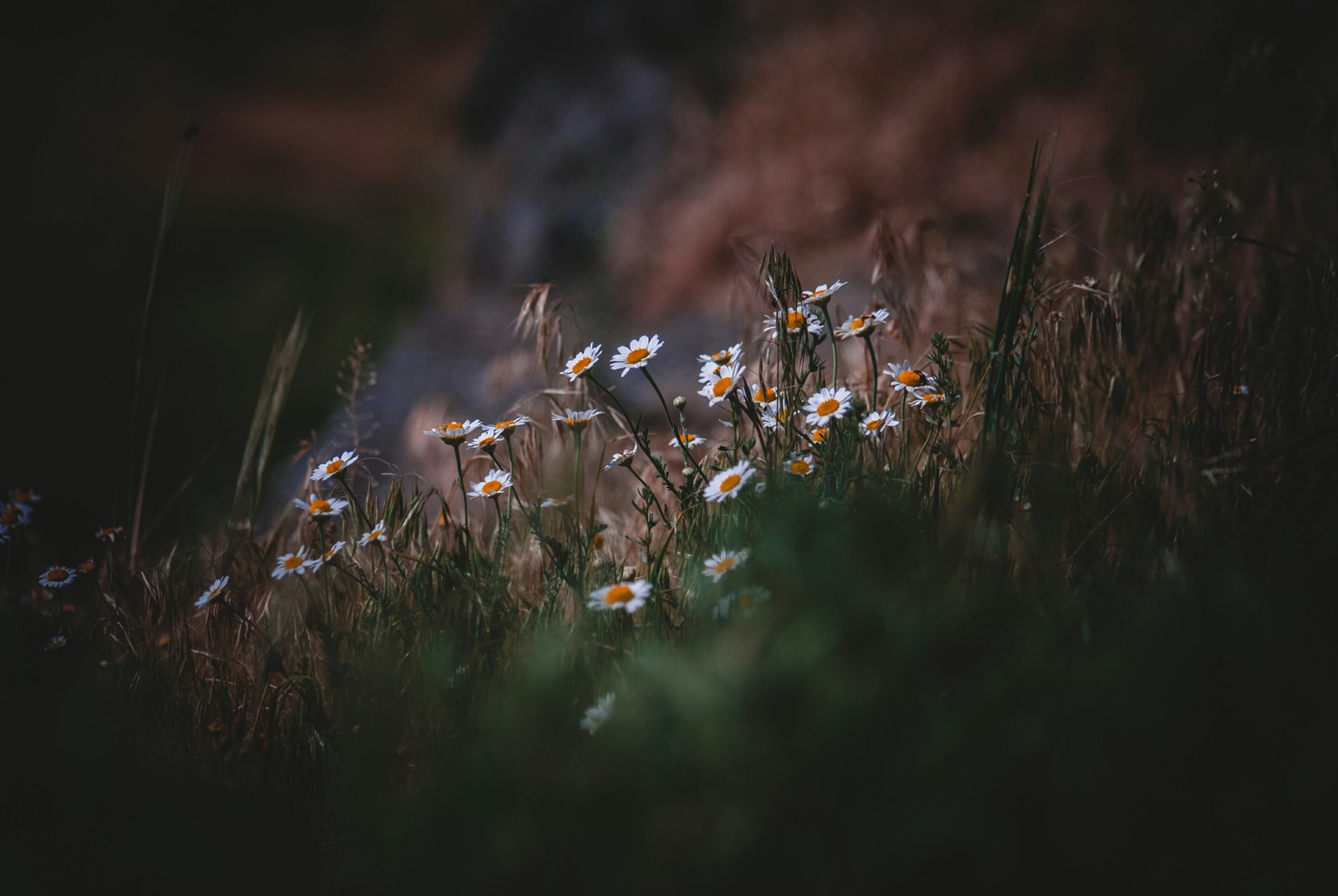 Chamomile - My, The photo, Amateur photographer, Flowers, Chamomile