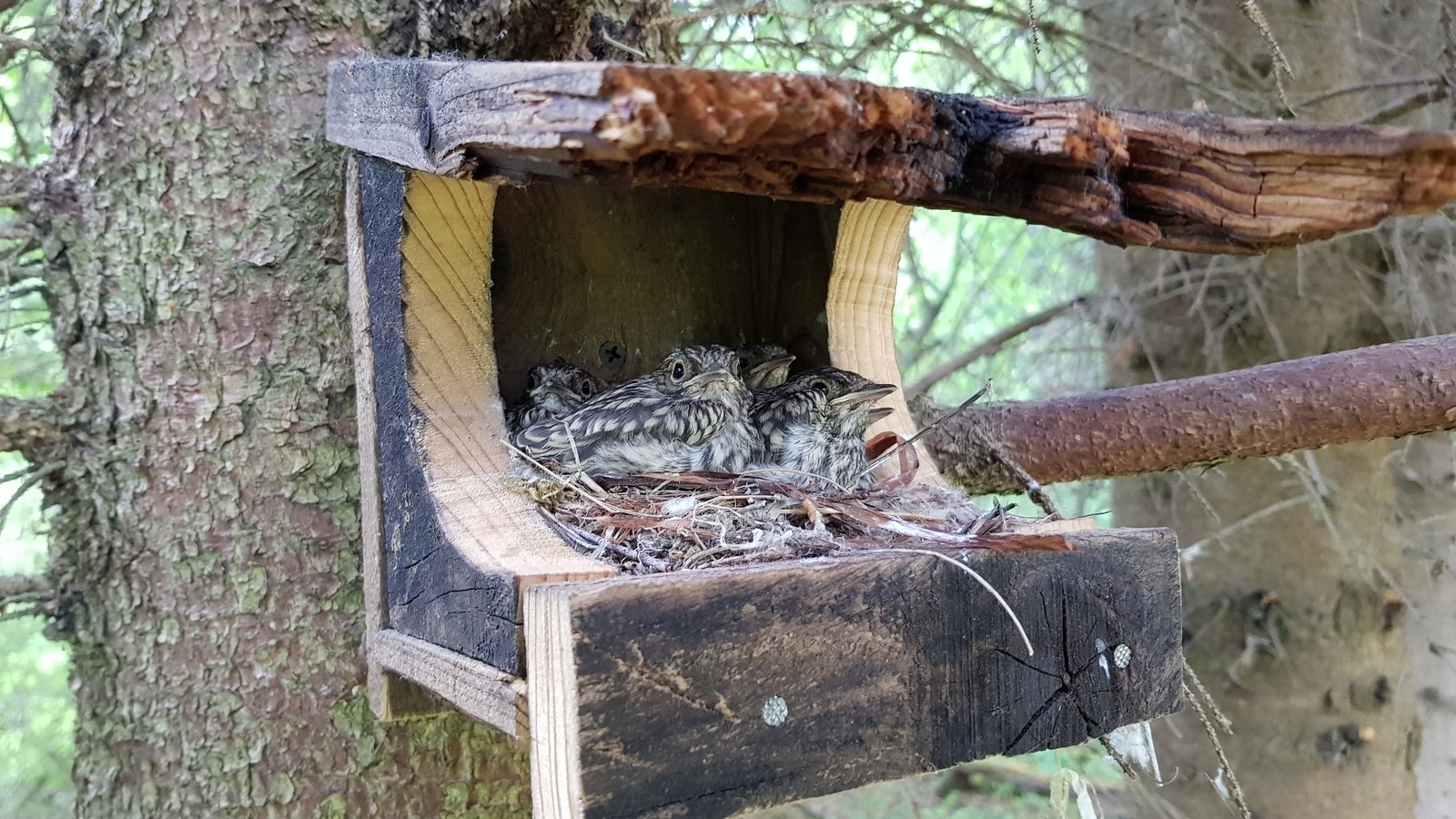 Everything worked out for mom) - My, Communal, Milota, Birds, Chick, Nest