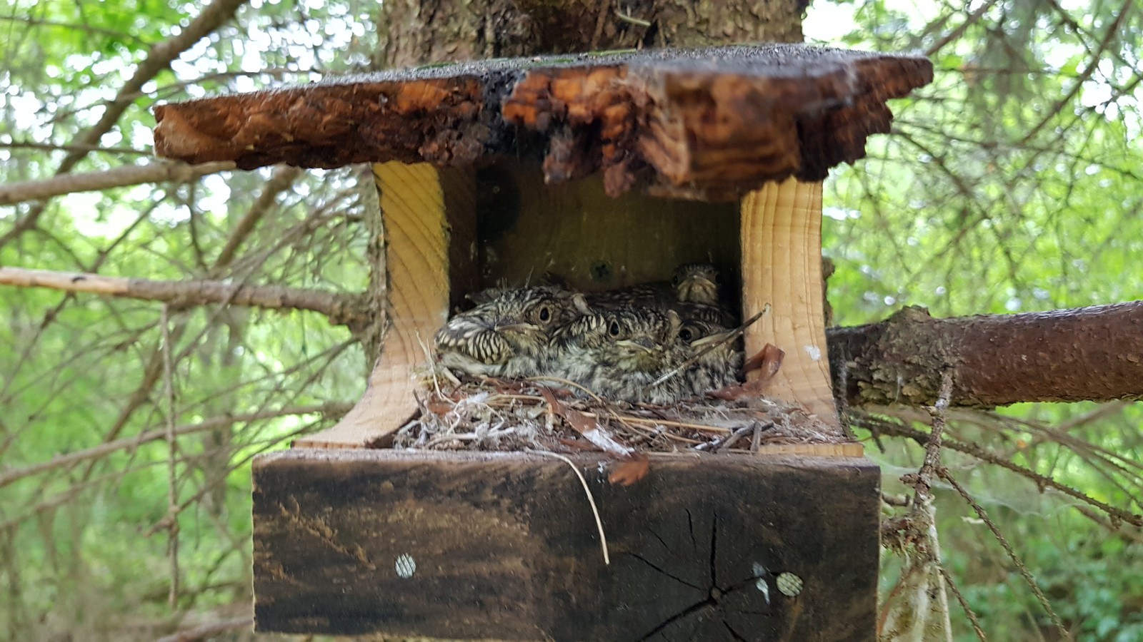 Everything worked out for mom) - My, Communal, Milota, Birds, Chick, Nest