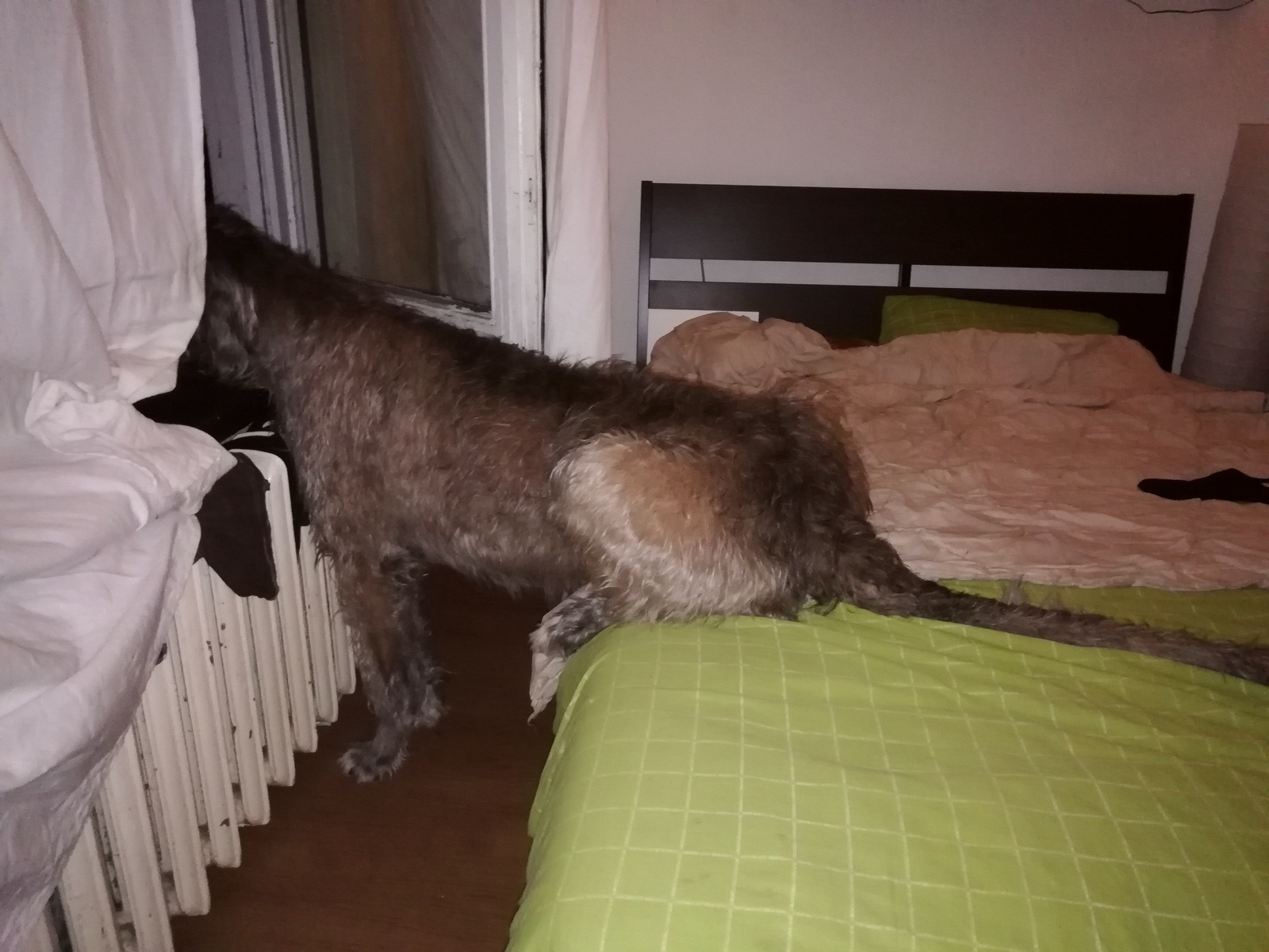 This is more comfortable - My, Dog, Irish wolfhound