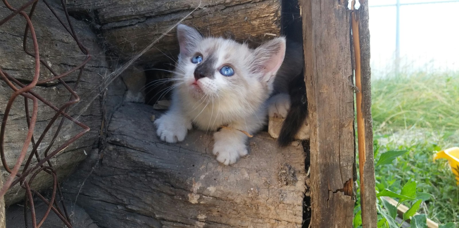 Pied Piper - My, Fluffy, cat, Suddenly, Kittens, Pets