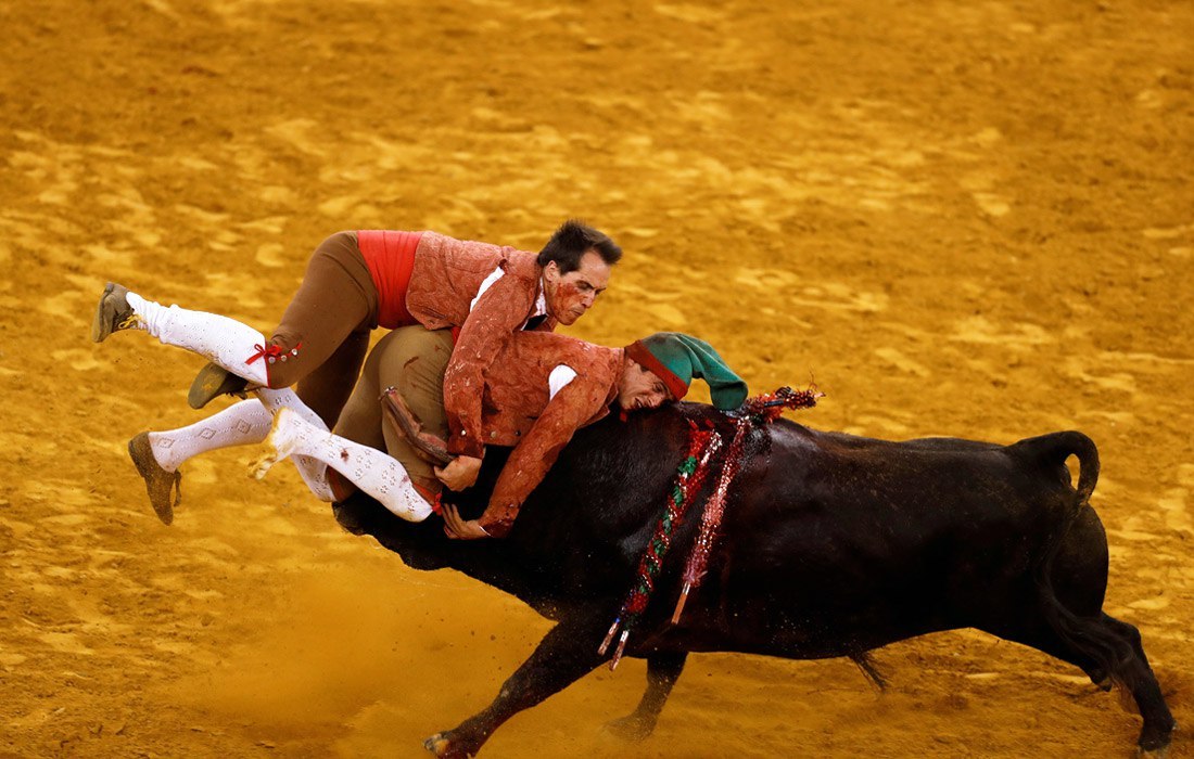 bullfighting - Bull, Bullfight, Images