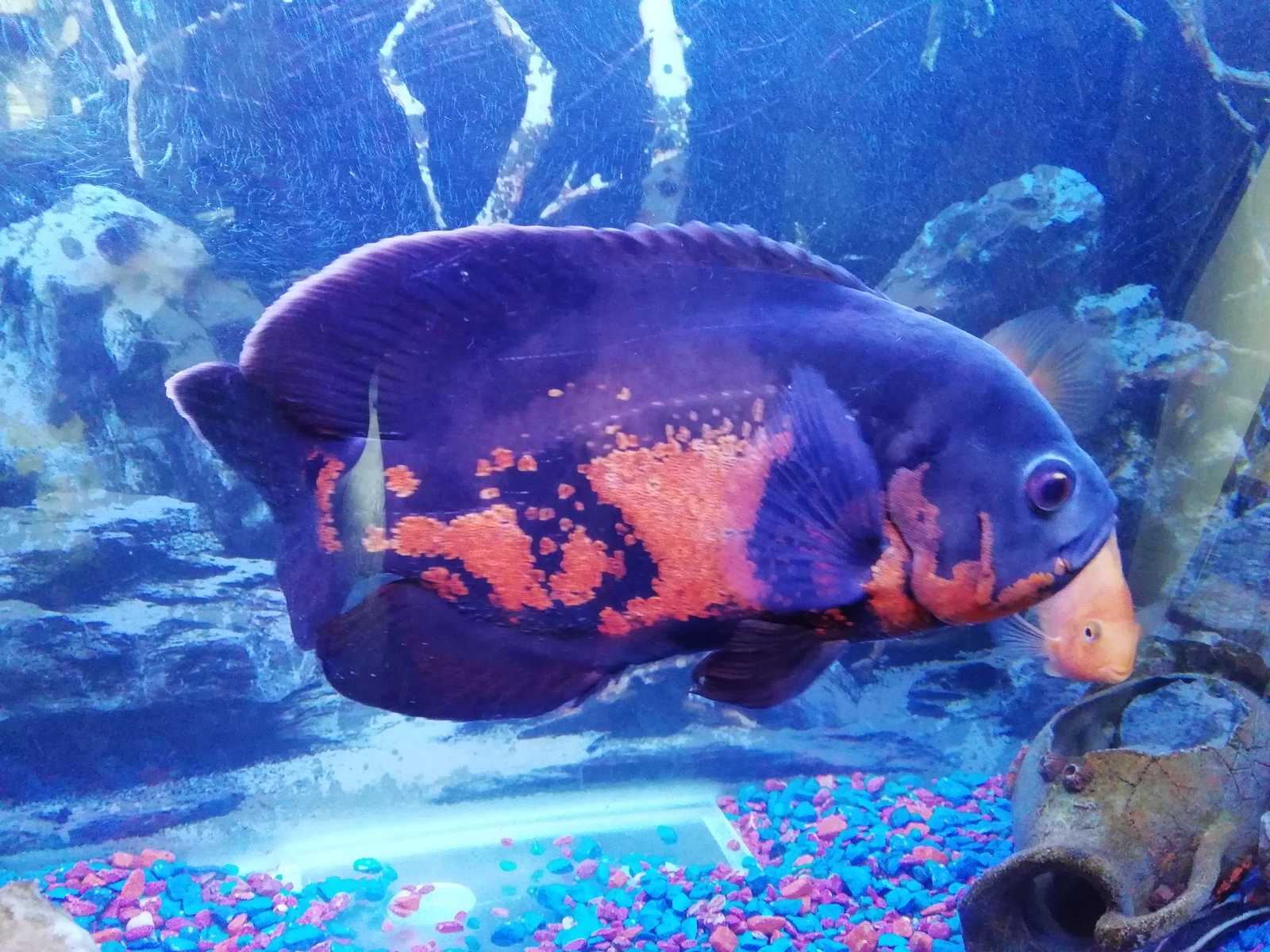 My fishes. - My, Fish, Astronotus, Longpost