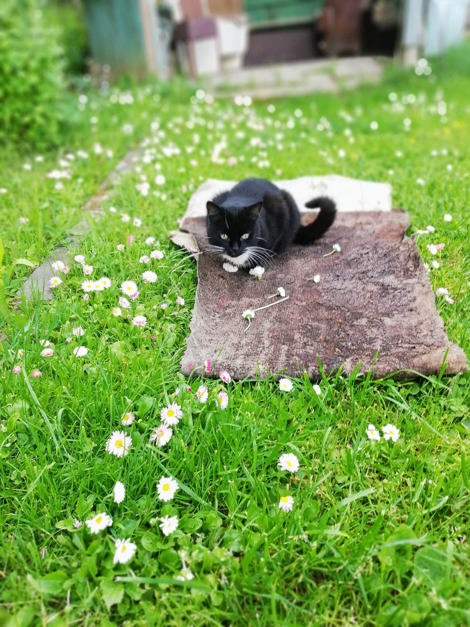 Cat for the first time in the country - My, cat, Dacha, Longpost