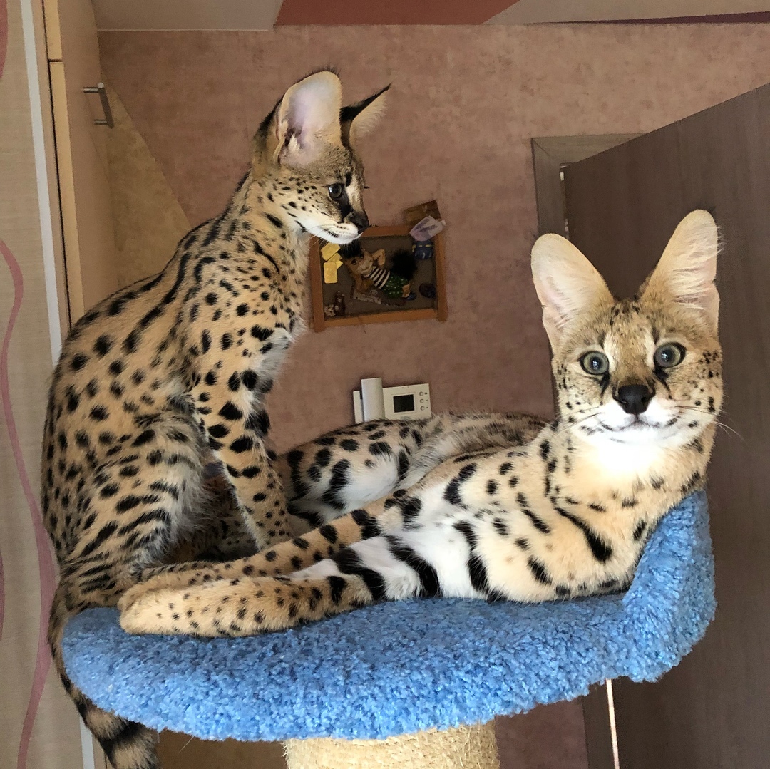 Simba and Stesha - My, cat, Serval, , Catomafia