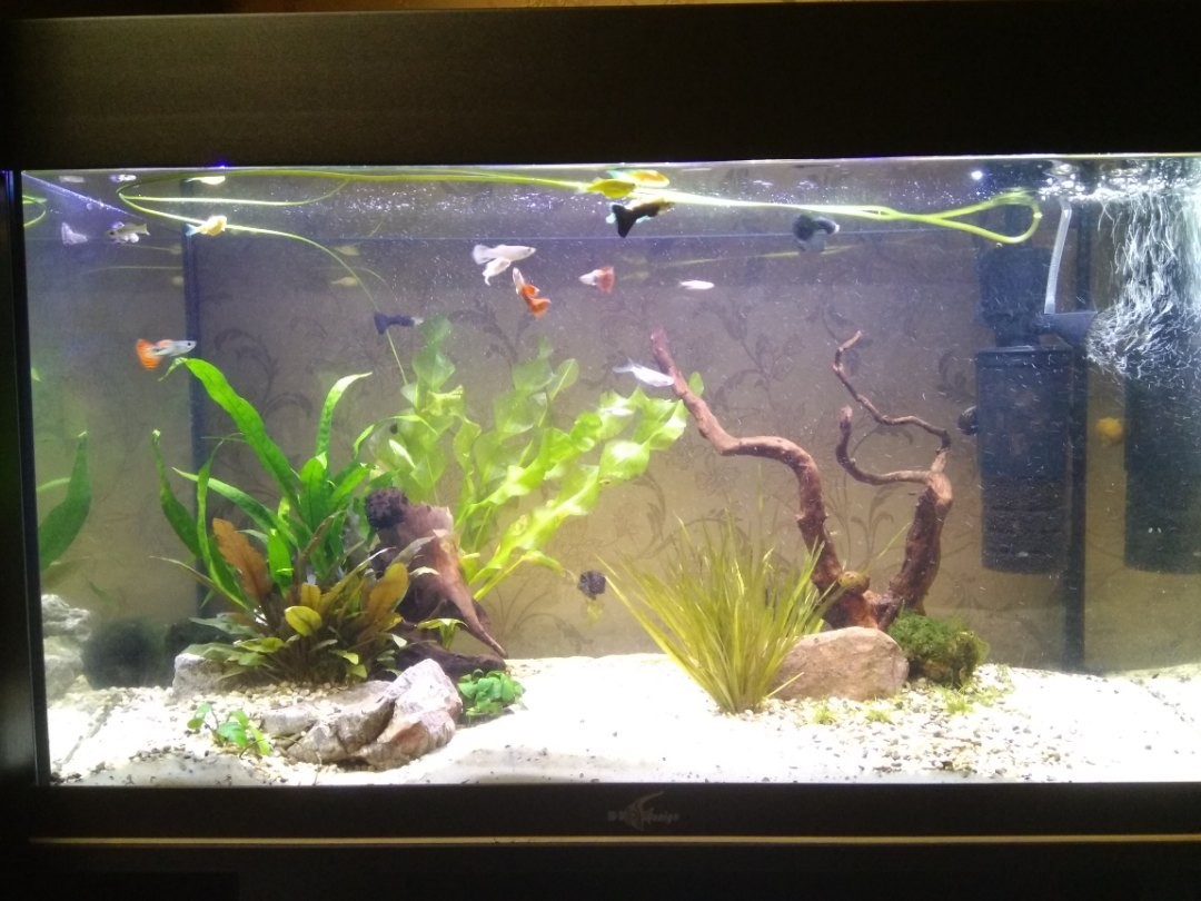 My first attempt at aquascape - My, Aquascape, Aquarium, Longpost, My