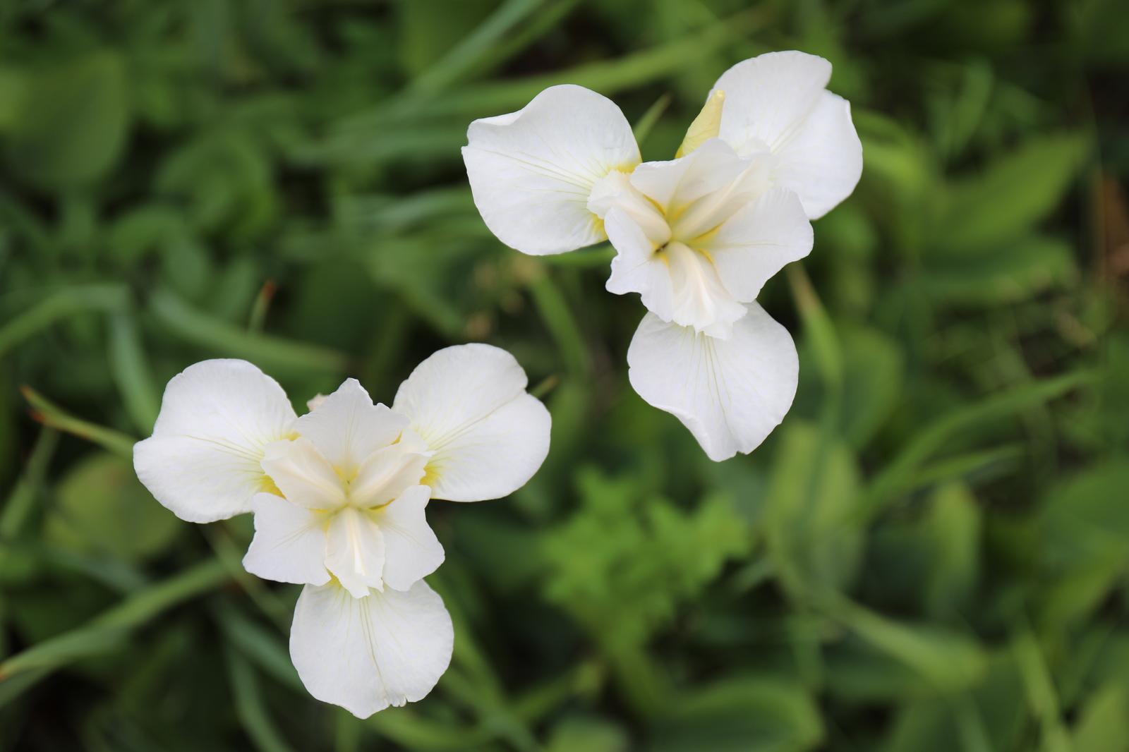 A piece of the botanical garden in your feed - My, Botanical Garden, Saint Petersburg, Longpost